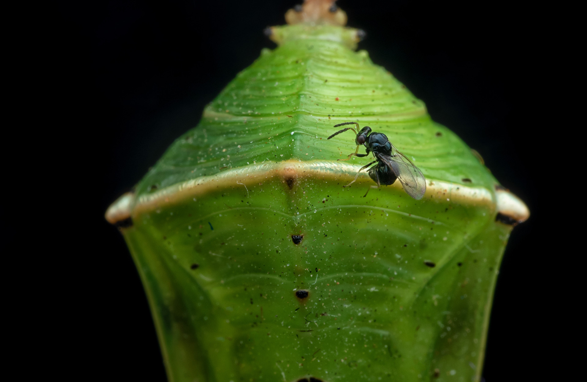 Parasitic wasp on a Common Baron Butterfly pupa