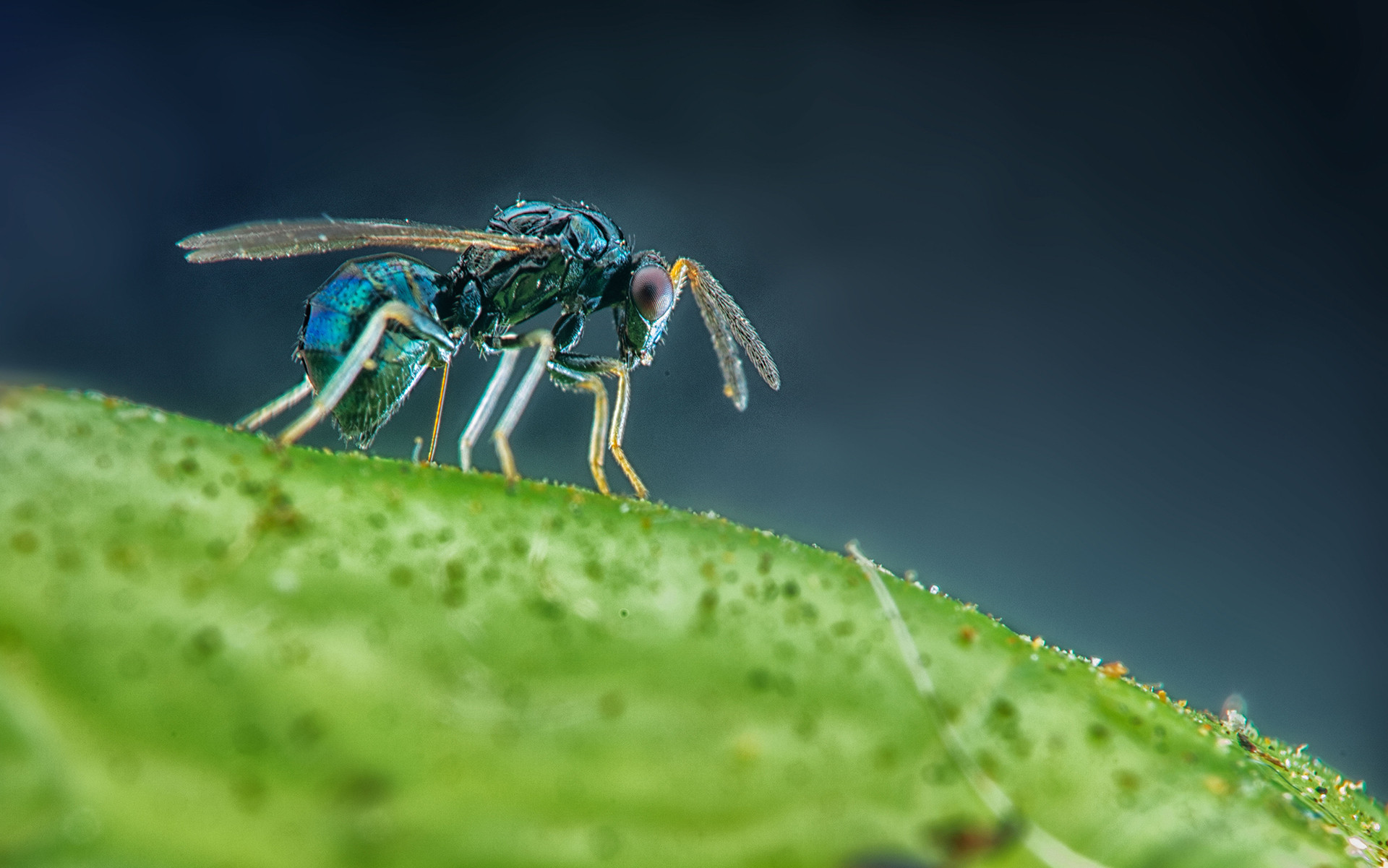 Parasitic wasp laying eggs in the pupa of Common Baron Butterfly