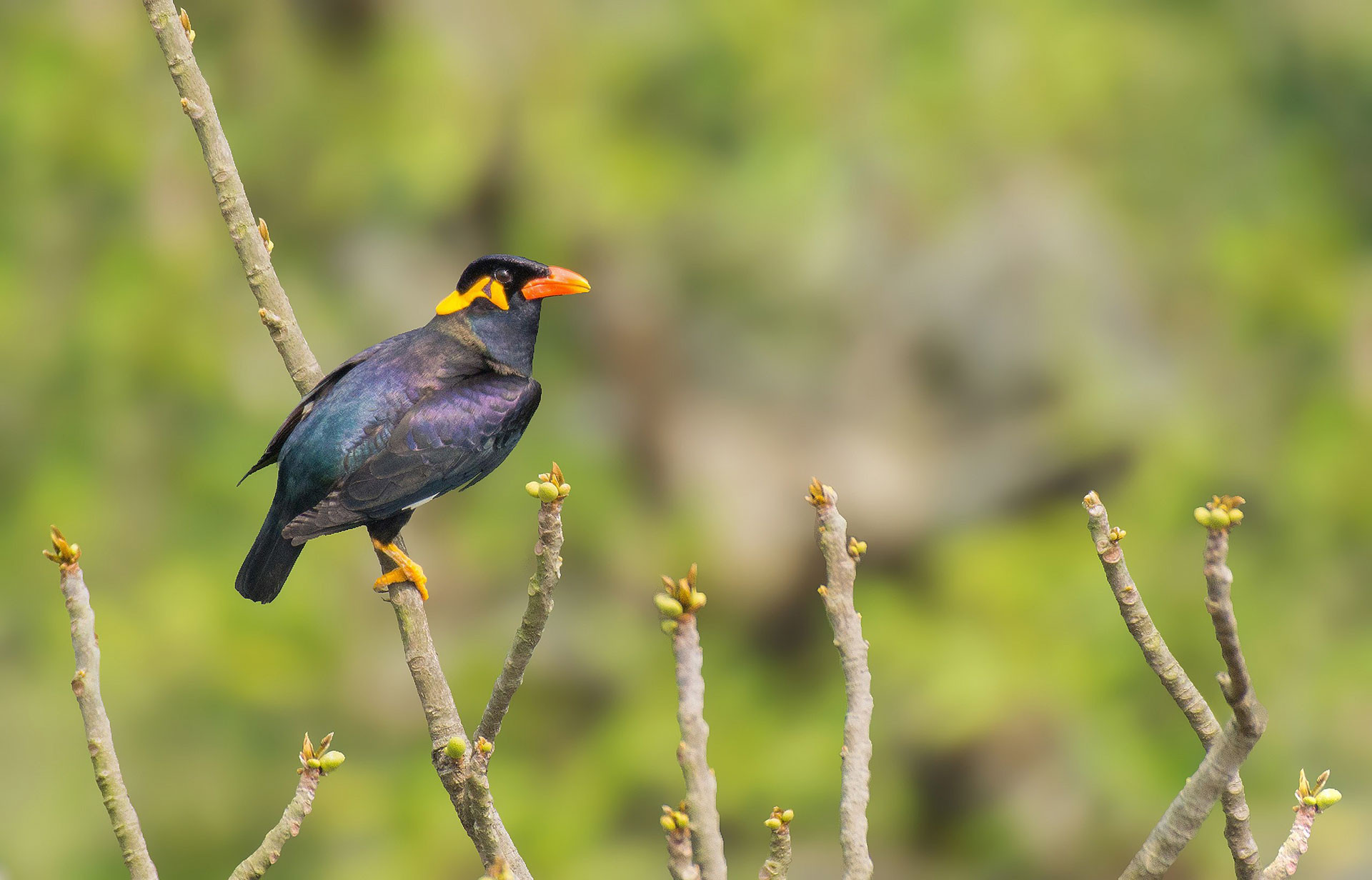 Common Hill Myna (Gracula religiosa) | Nature inFocus