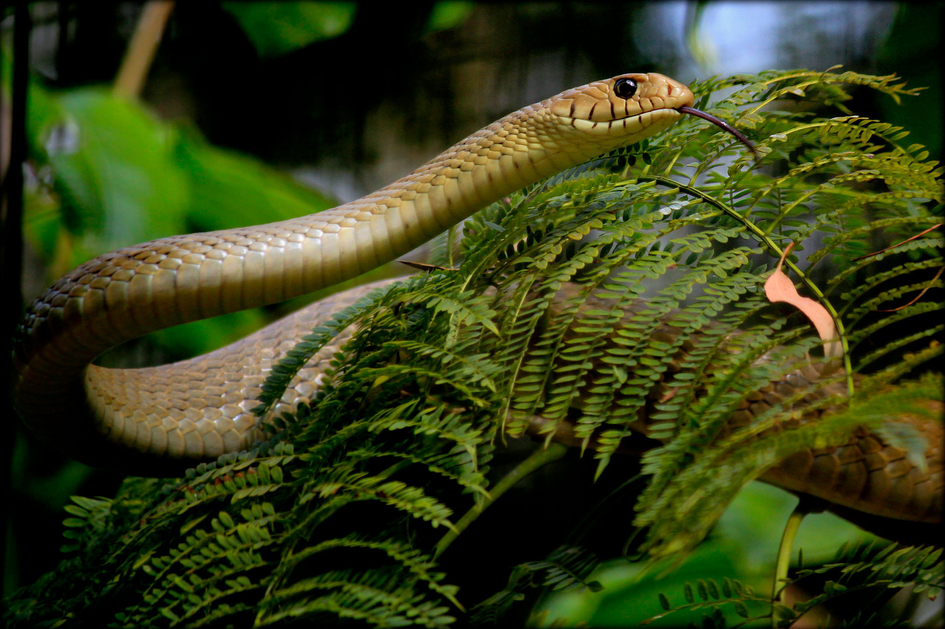 Common Indian Rat Snake