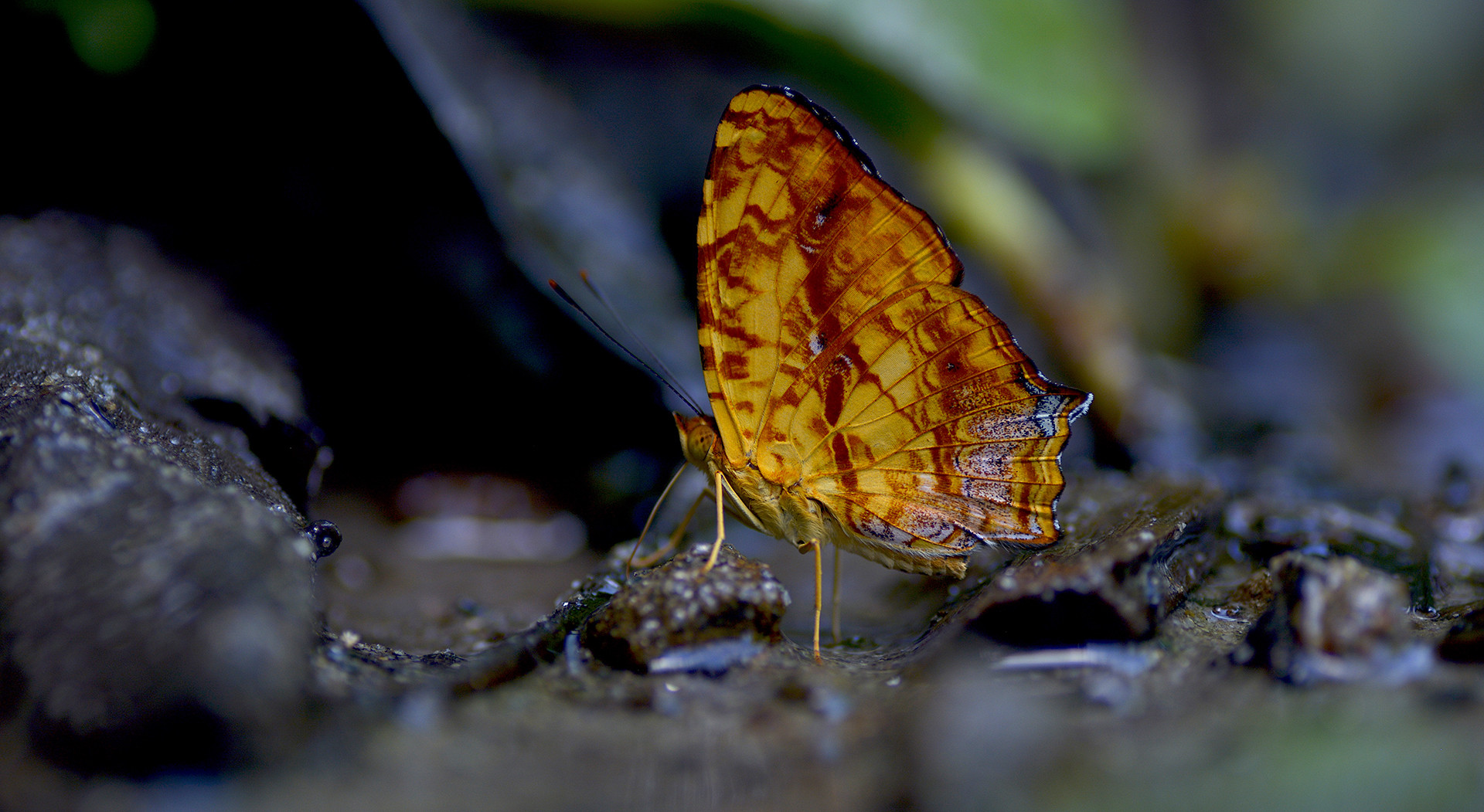 Common jester - Monsoon Macro Diaries | Nature inFocus