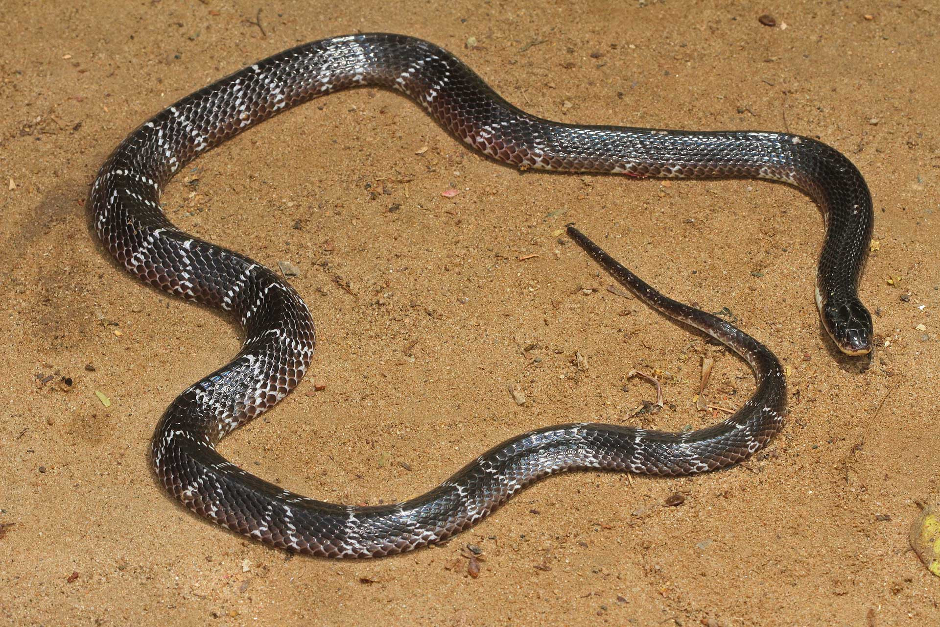 Common krait venomous snake one of the big four