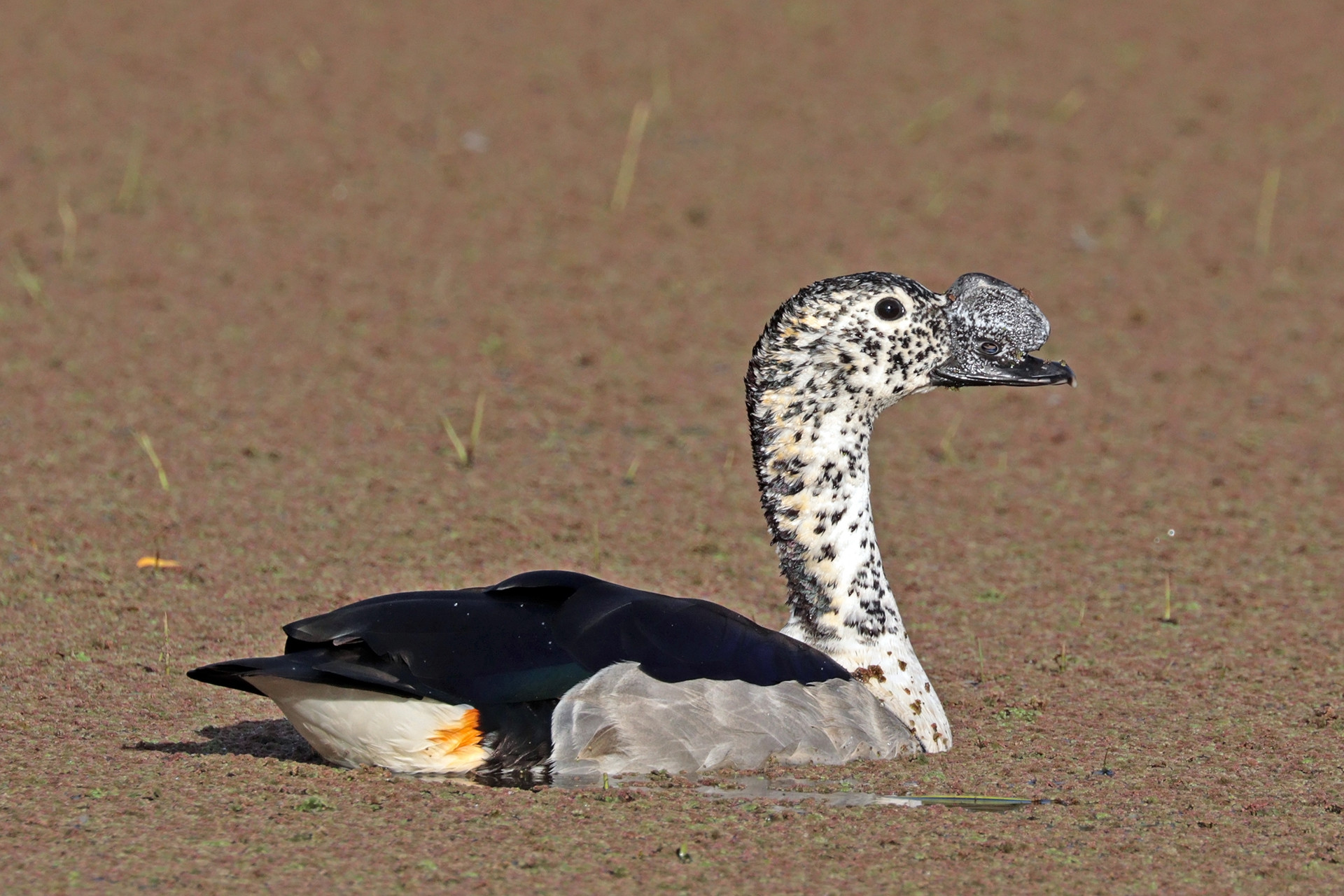 Commons knob billed duck sarkidiornis melanotos male - 13 Places To Go Birdwatching In Indore | Nature inFocus