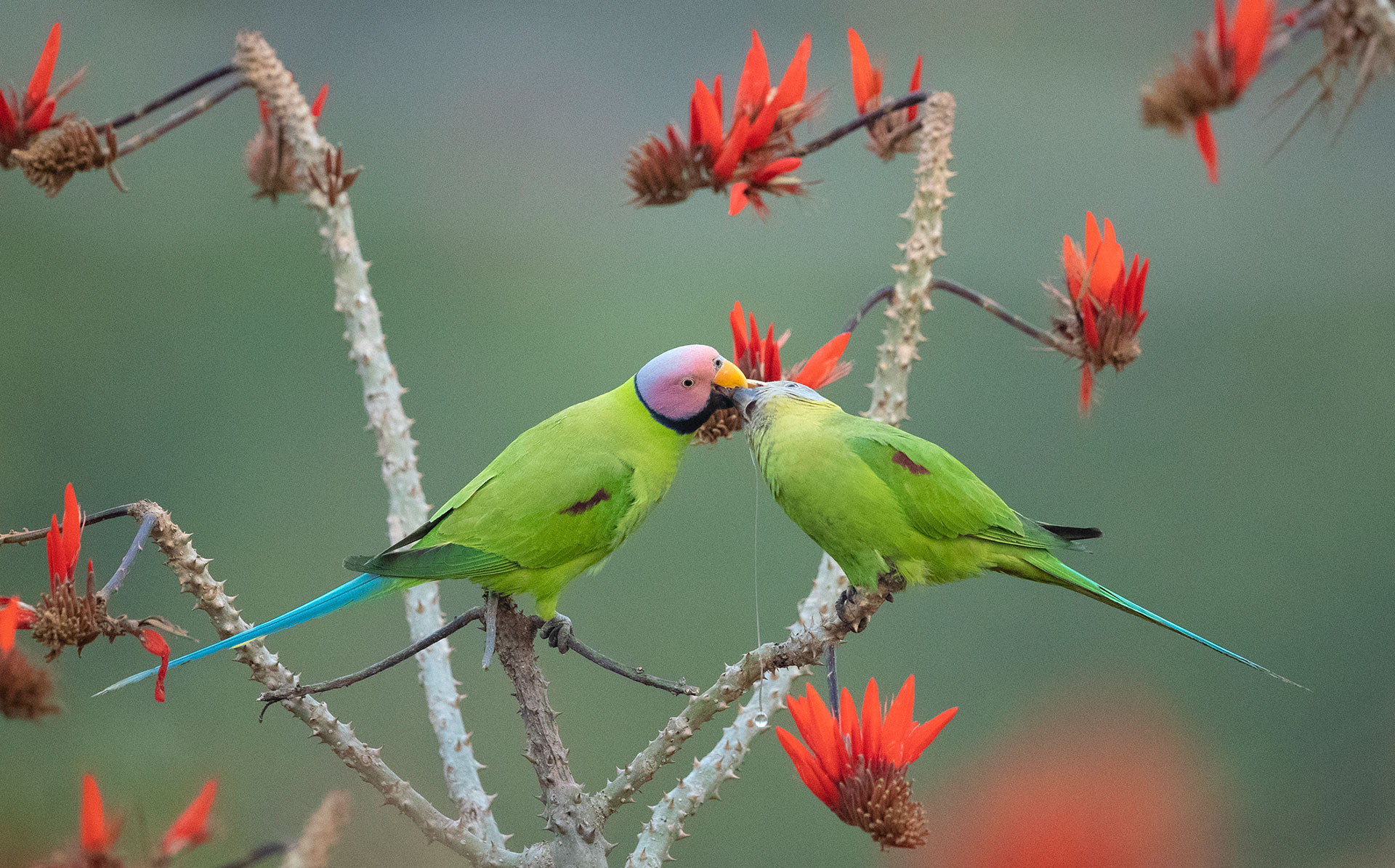 Blossom-headed Parakeet Psittacula roseata in Satchari National Park, Bangladesh