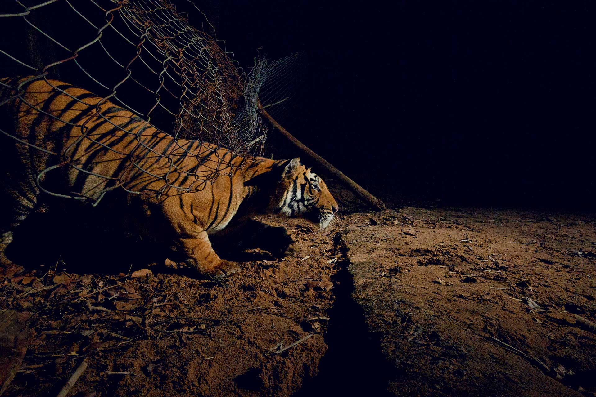 Tiger slipping through a fence near Bandhavgarh Tiger Reserve