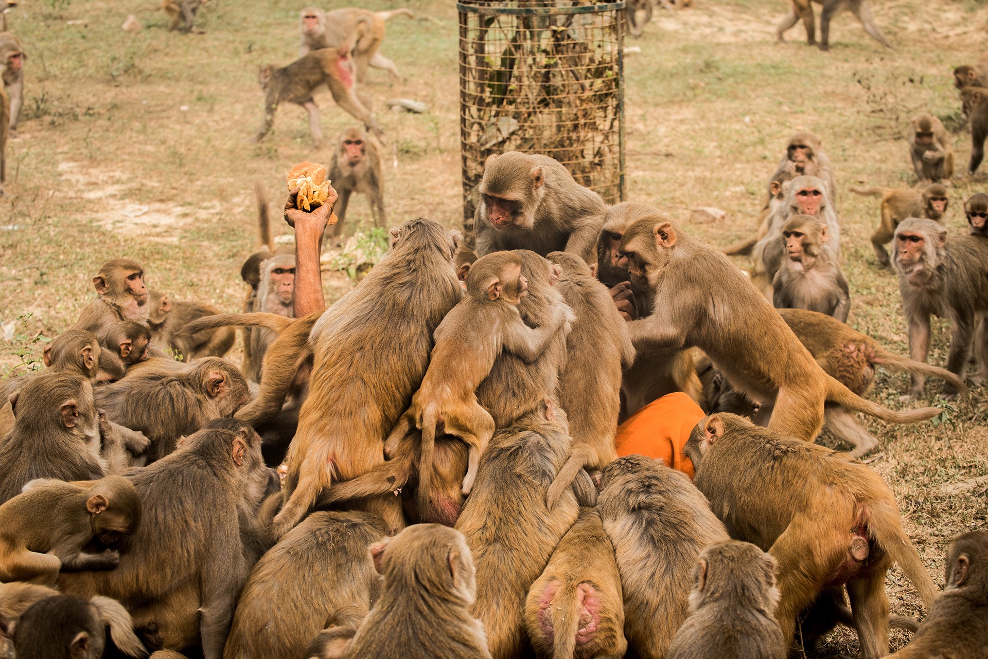 Conservation issues   shatabdi chakrabarti - Nature inFocus Photography Awards 2018: The Winners | Nature inFocus