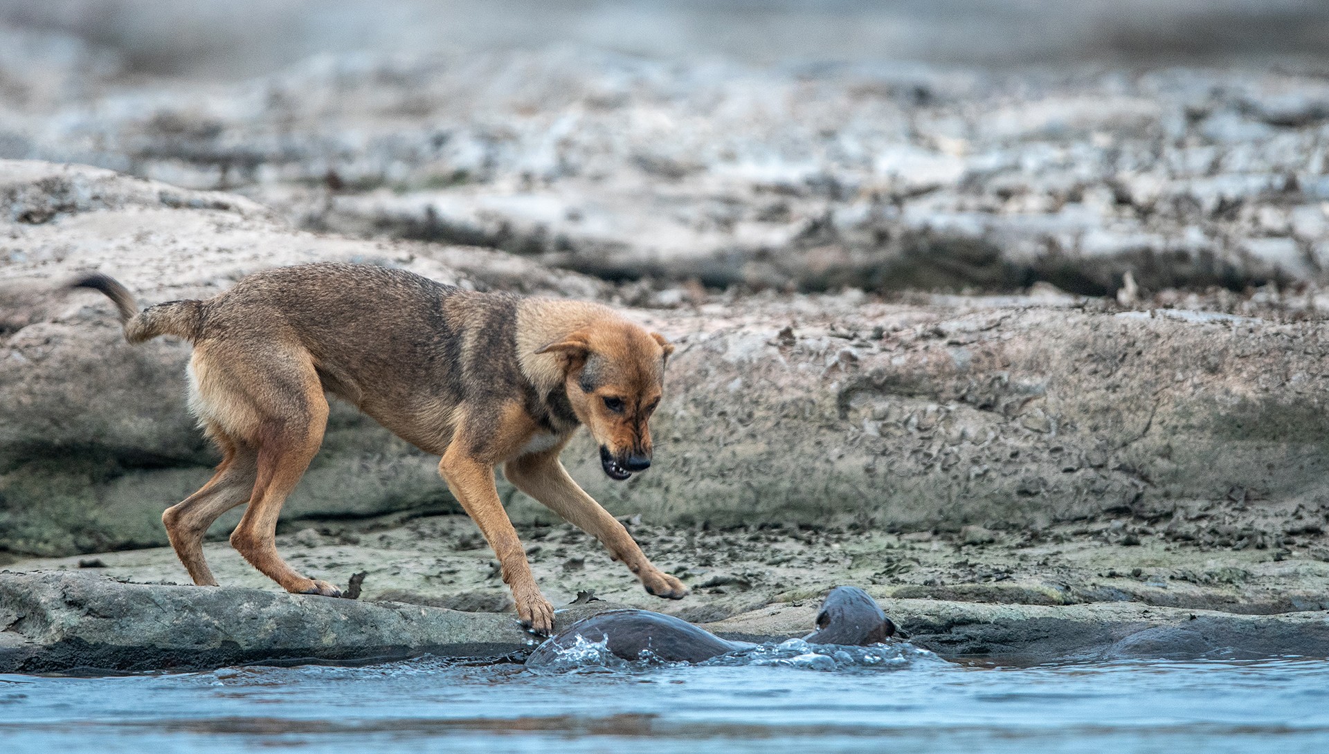 Conservation issues   ashit choudhary - Nature inFocus Photography Awards 2018: The Winners | Nature inFocus