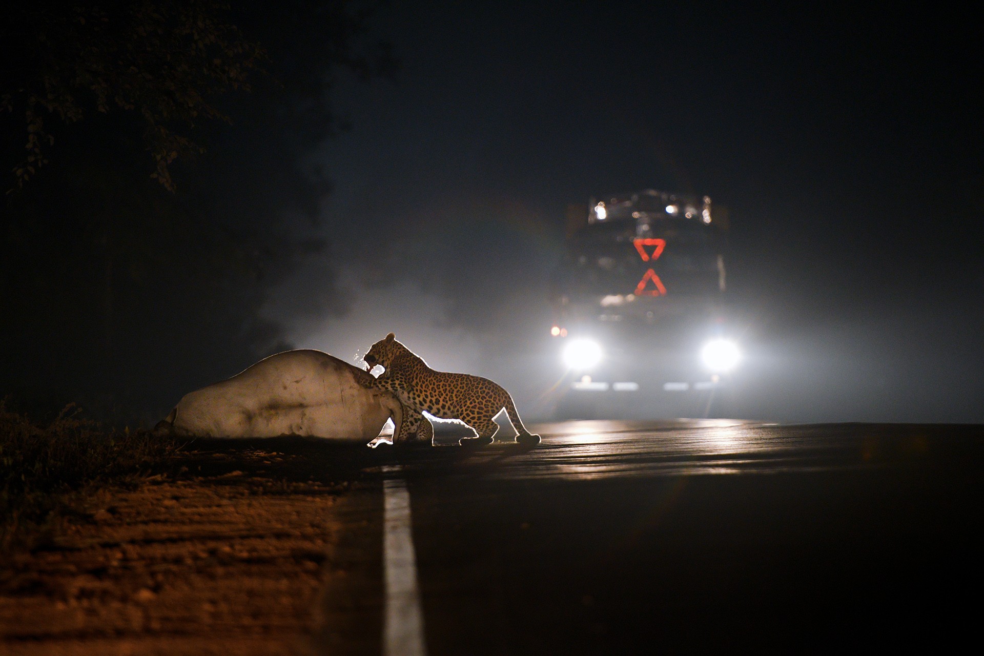 Conservation issues   nikhil tambekar - Nature inFocus Photography Awards 2018: The Winners | Nature inFocus
