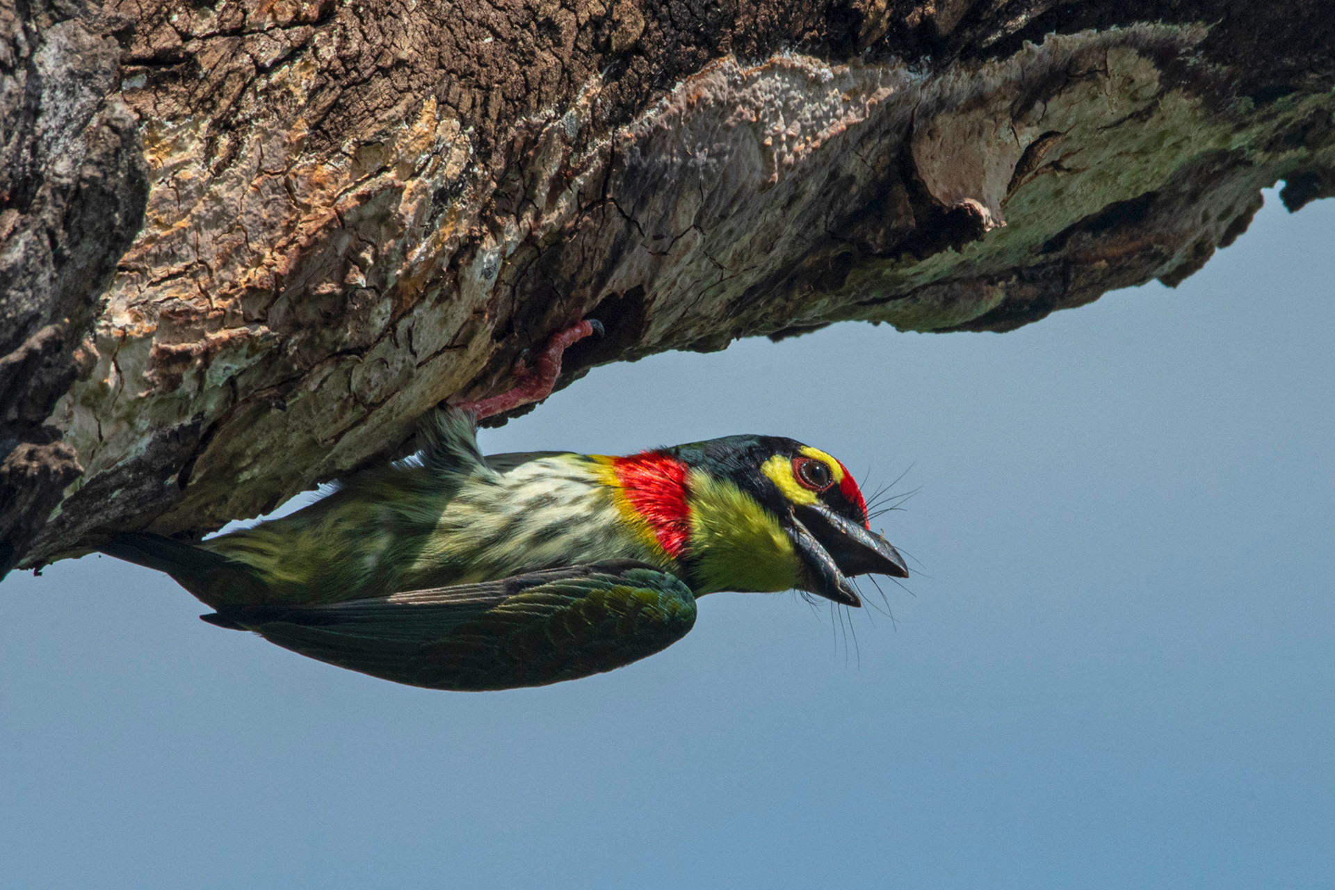 Coppersmith Barbet bird feeding on a tree bark
