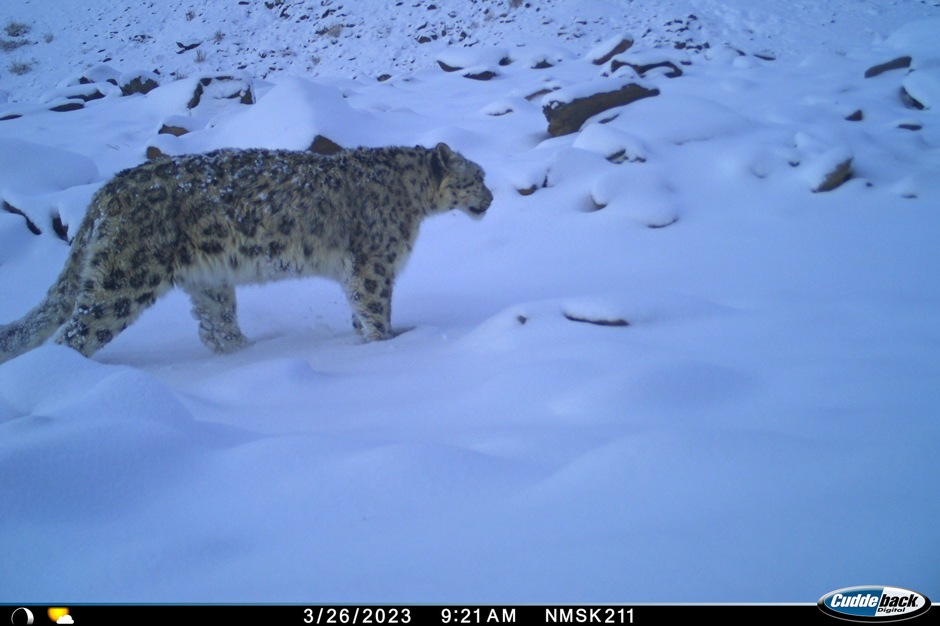 Camera trap photograph of a Snow Leopard