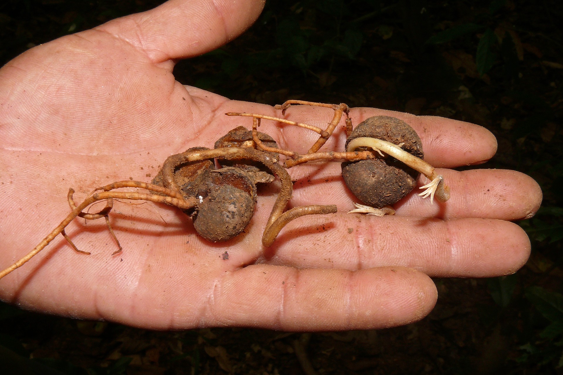 Cricket cache germinating seeds - Rodents: Greedy Eaters Or Forest Helpers | Nature inFocus