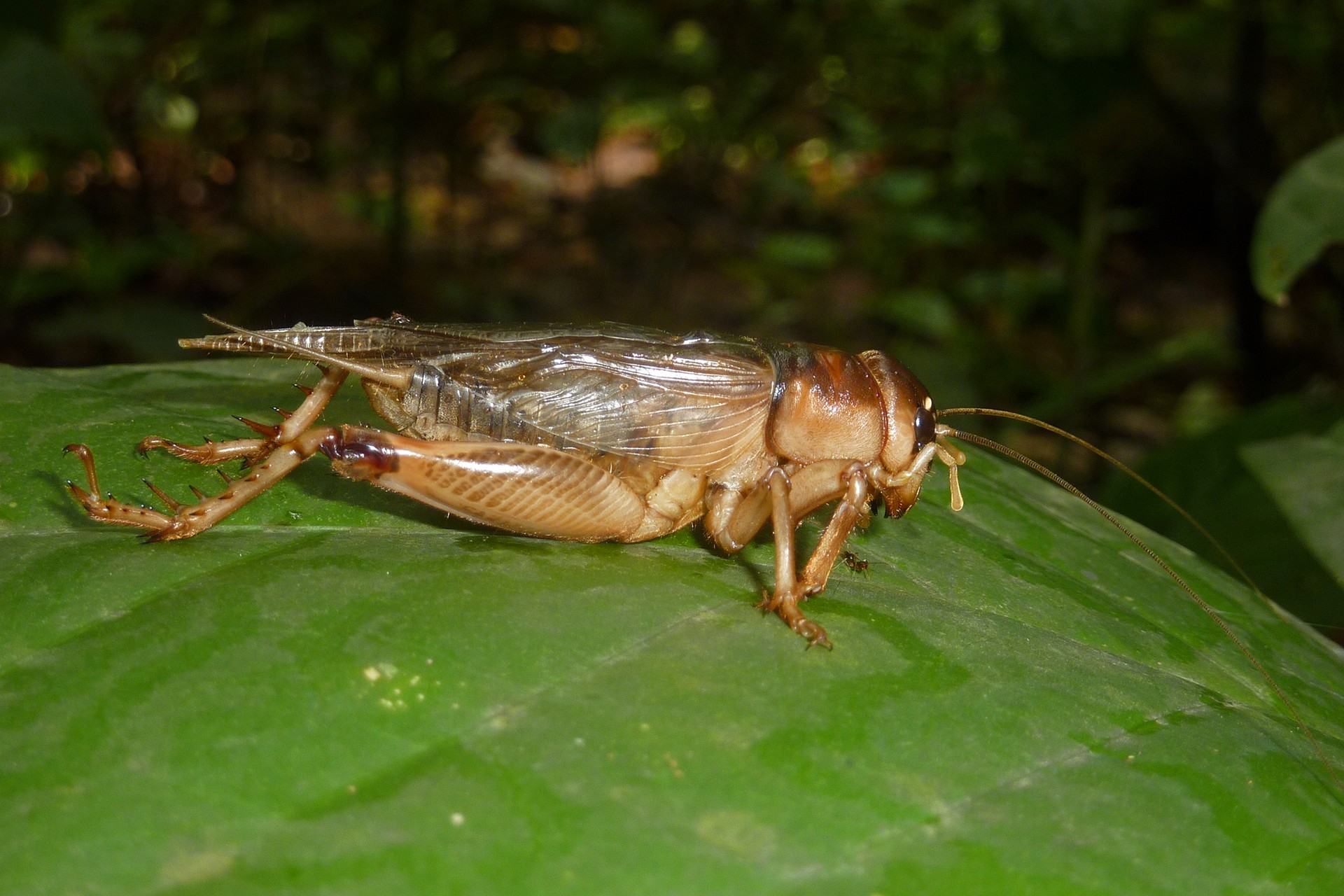 Cricket - Rodents: Greedy Eaters Or Forest Helpers | Nature inFocus