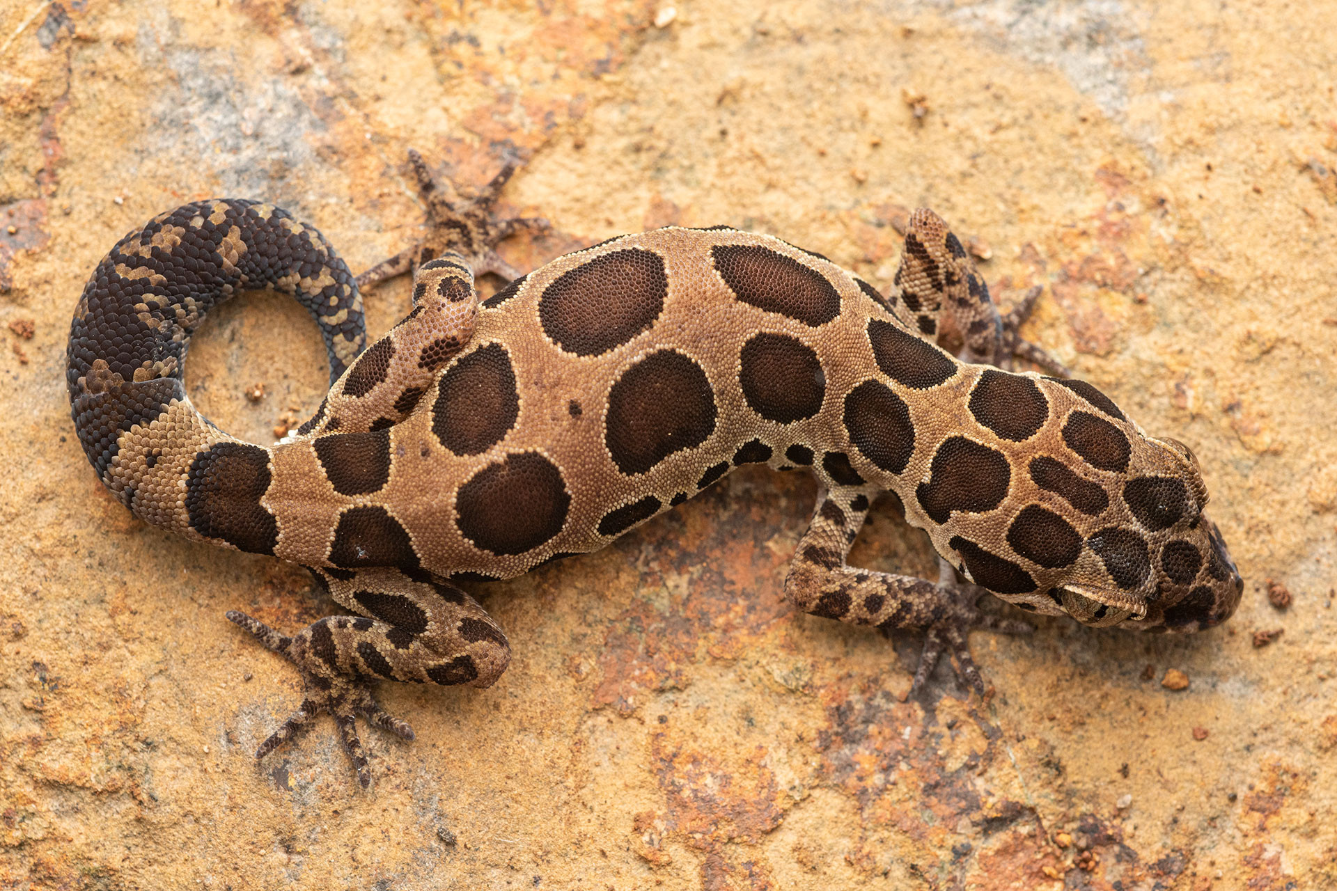 Cyrtodactylus varadgirii varad giri - Varad Giri: Moulding The Future Of Indian Herpetology | Nature inFocus