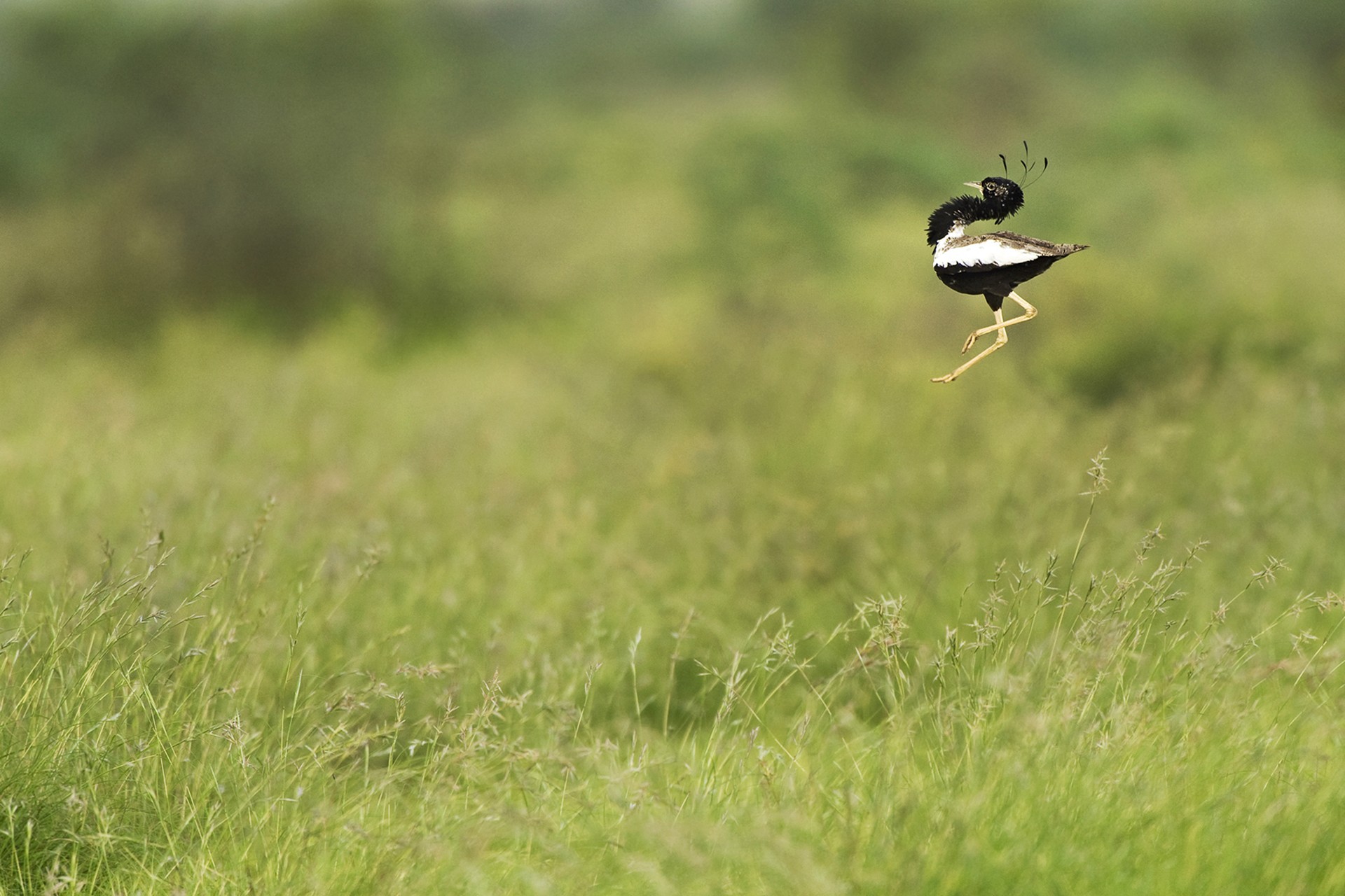 D hira punjabi - Grassland Birds | Nature inFocus