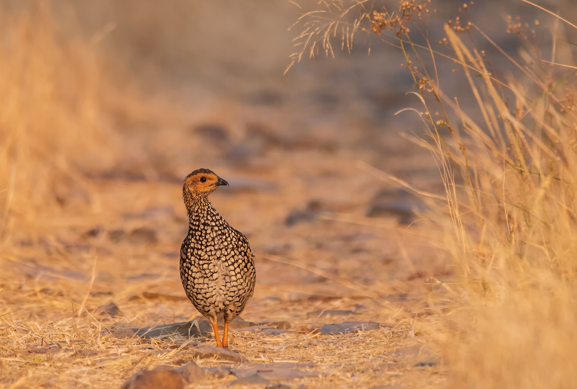D suketu purohit - Grassland Birds | Nature inFocus