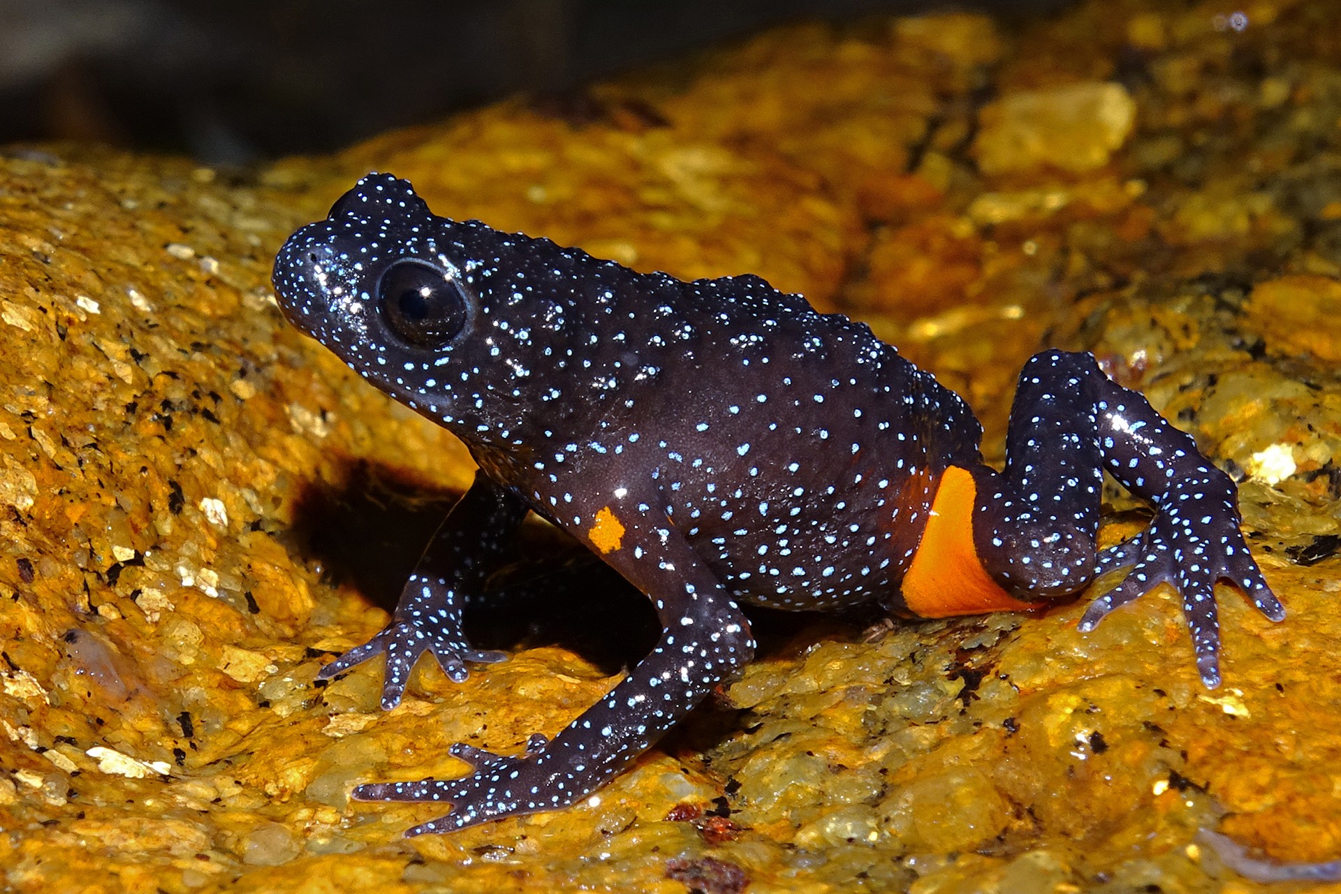 D surya narayanan - In Danger | Nature inFocus
