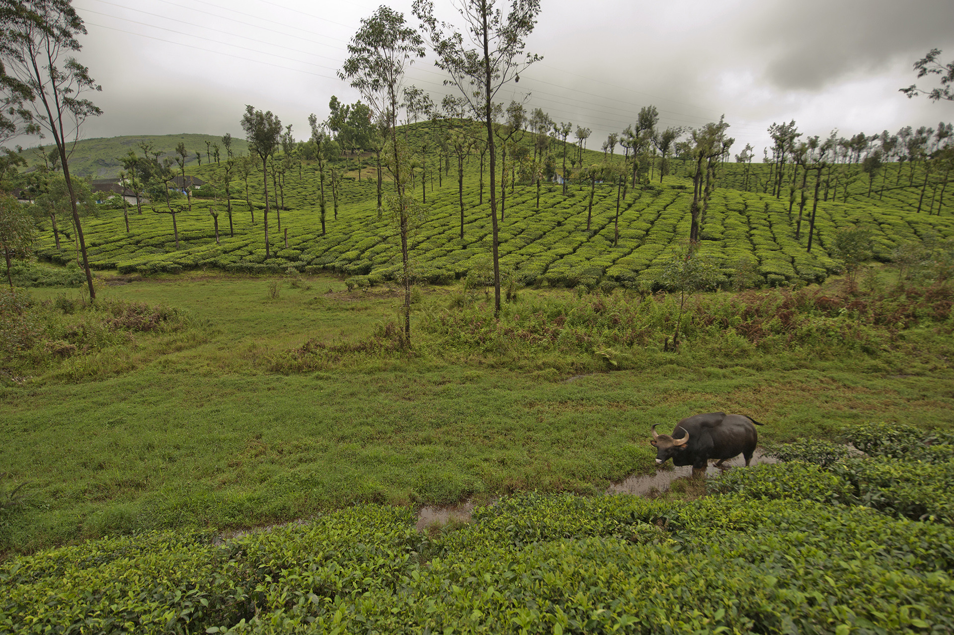 D kalyanvarma - The Timid Indian Gaur Is Taking To Towns In South India | Nature inFocus