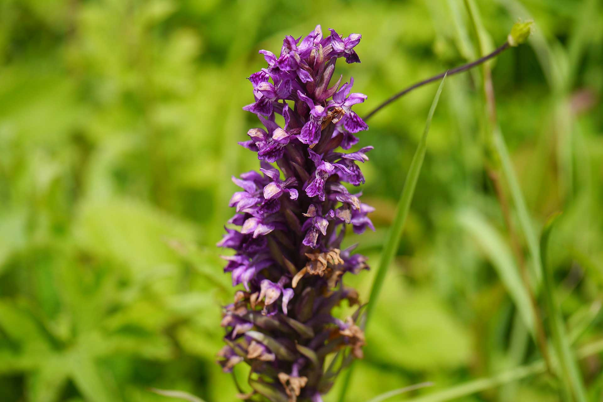      Dactylorhiza hatagirea            | Nature Infocus
