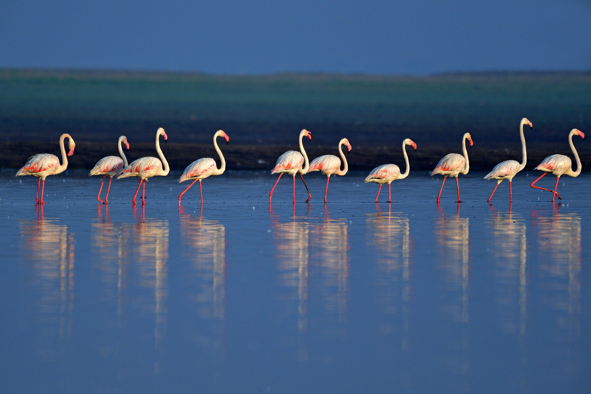 Greater Flamingos at Bhigwan