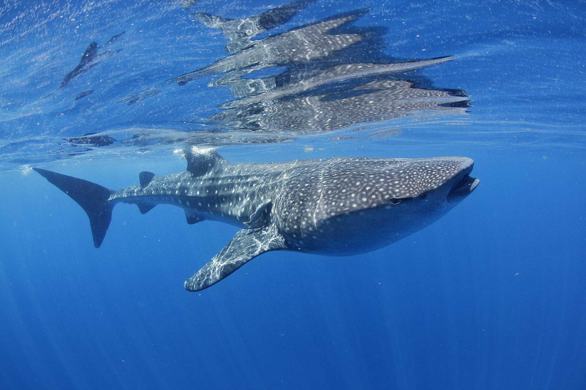 Daman Diu px Whale shark at Isla Mujeres | Nature Infocus