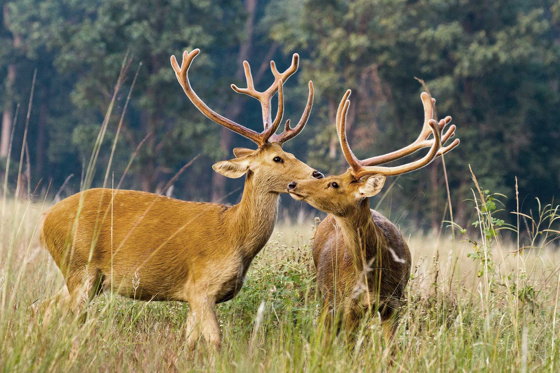      DavidRaju Swamp Deer Barasingha | Nature Infocus