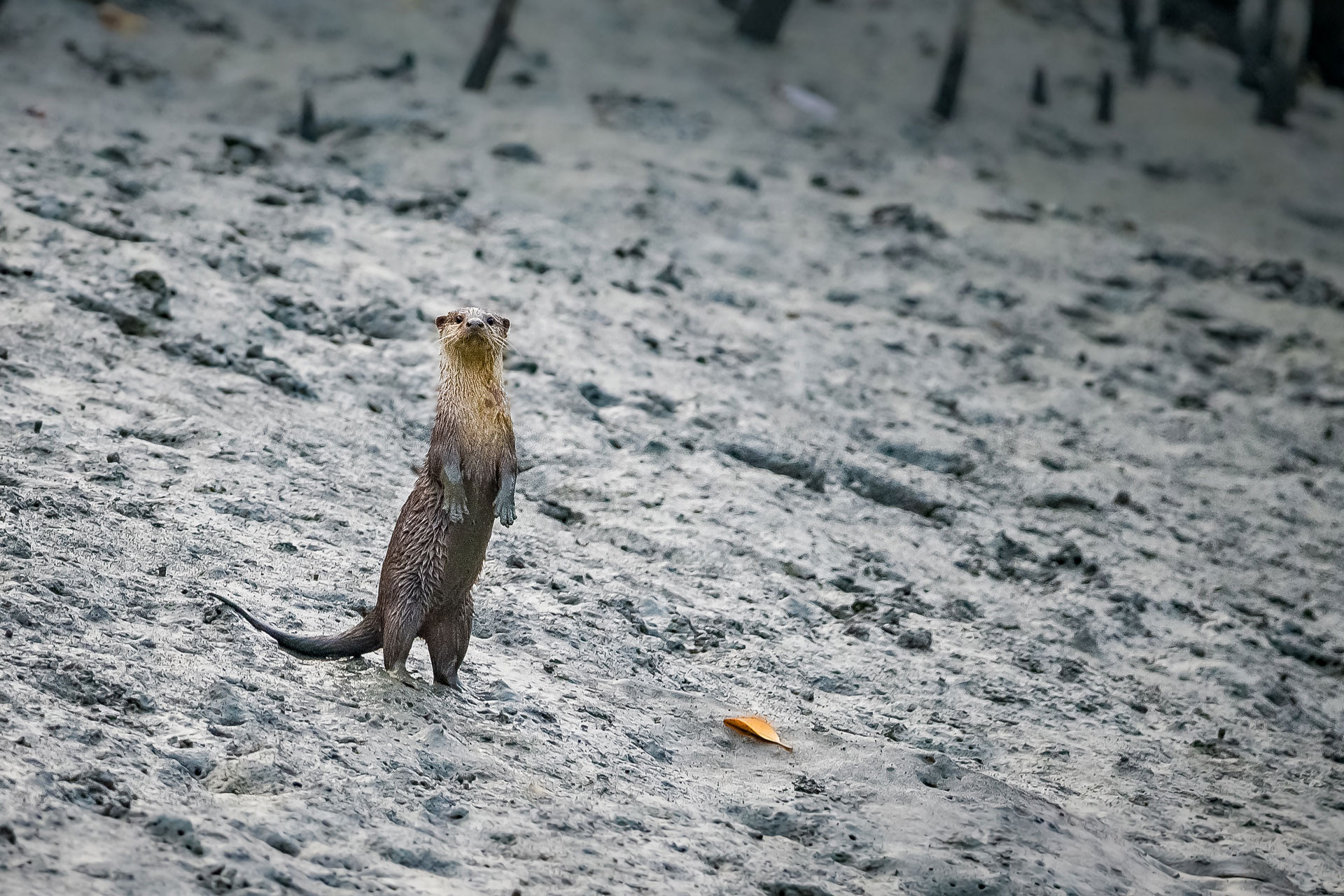 Asian Small-clawed Otter in Sunderbans Tiger Reserve West Bengal