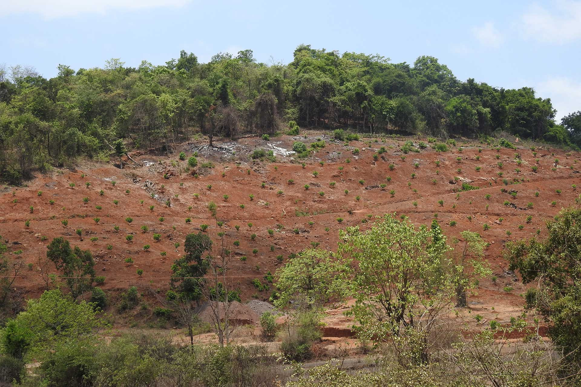 Deforestation Rohit Naniwadekar | Nature Infocus