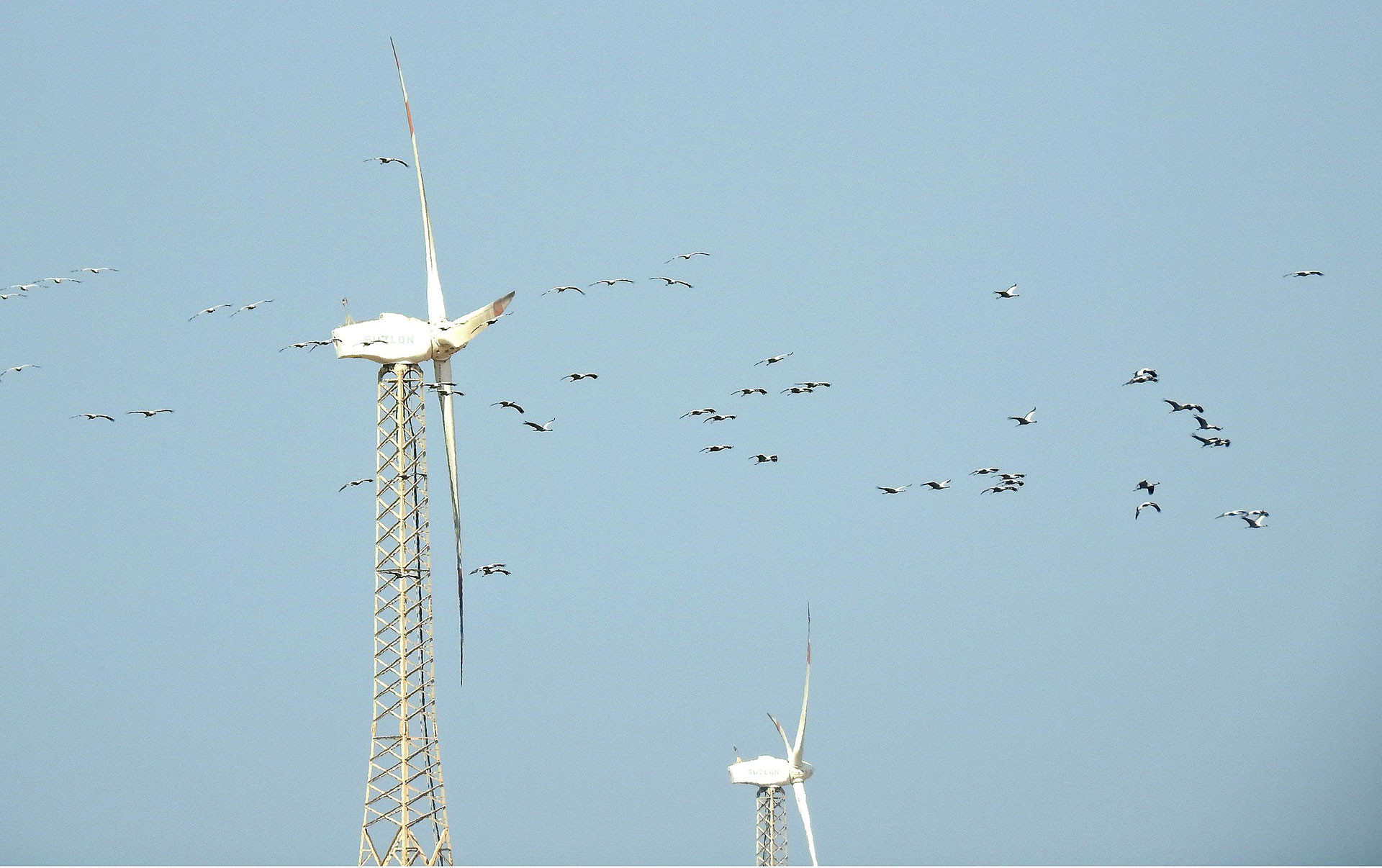 A herd of Demoiselle Cranes (Grus virgo) fly past wind turbines at Porbandar, Gujarat | Nature inFocus