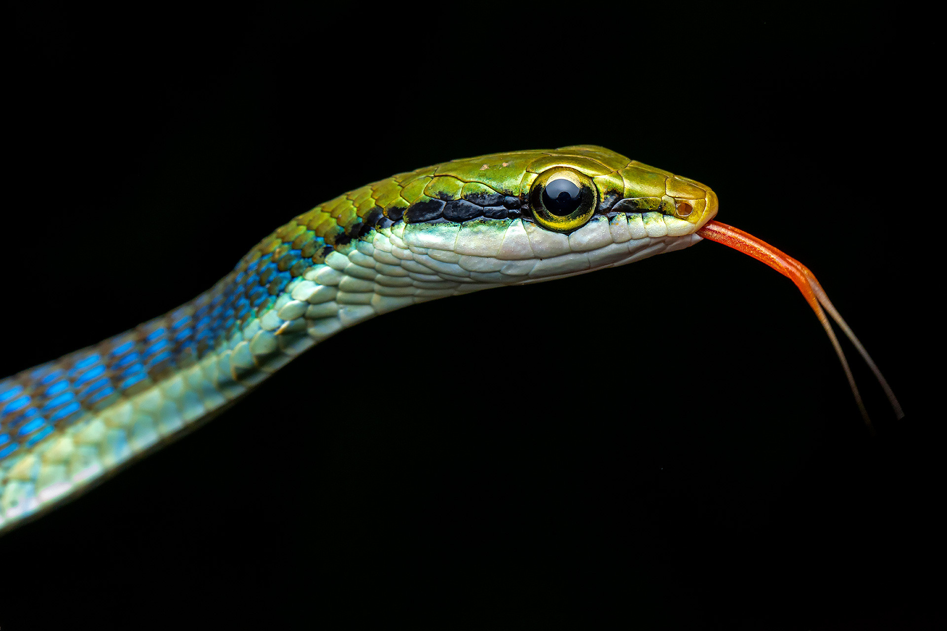Dendrelaphis giri sandeep das - Varad Giri: Moulding The Future Of Indian Herpetology | Nature inFocus