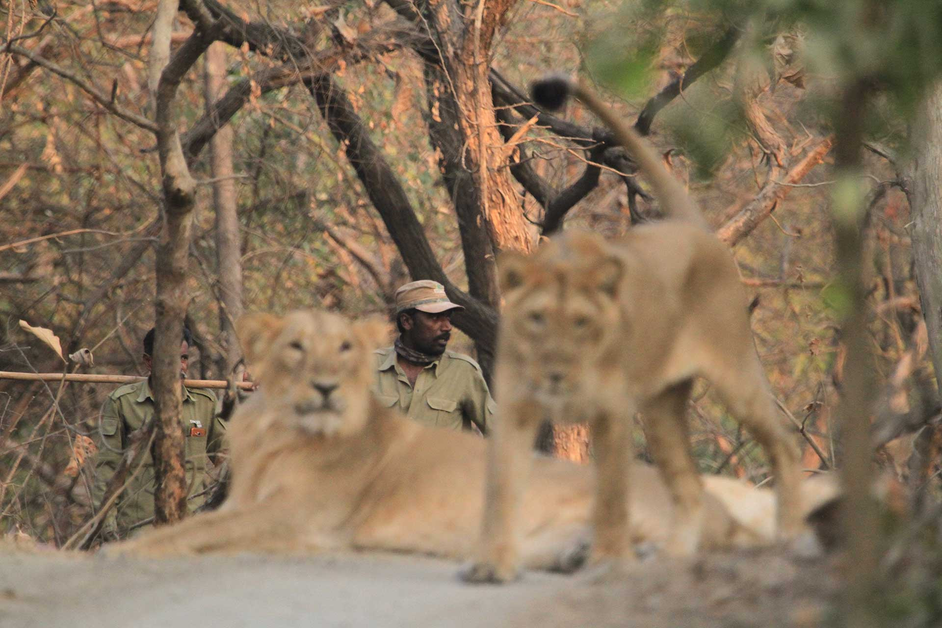 Forests guards and lions at Gir | Nature inFocus
