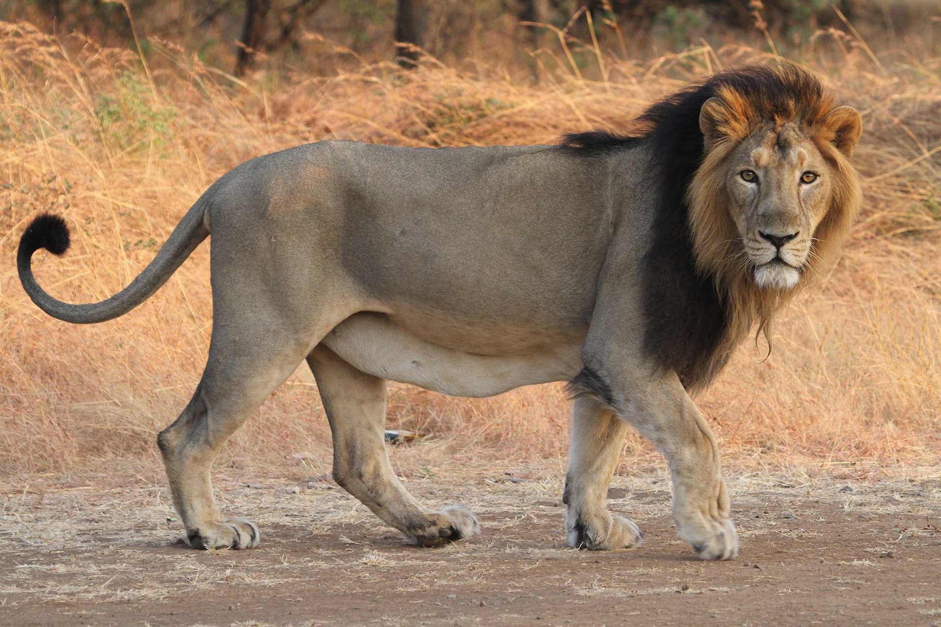 A male Asiatic Lion with mane | Nature inFocus