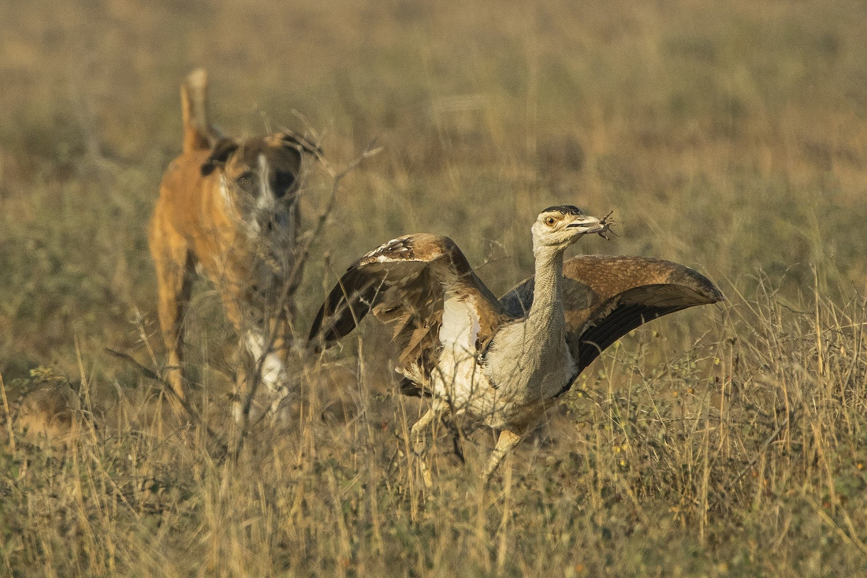 Great Indian Bustard being chased by a feral dog in Desert National Park Rajasthan