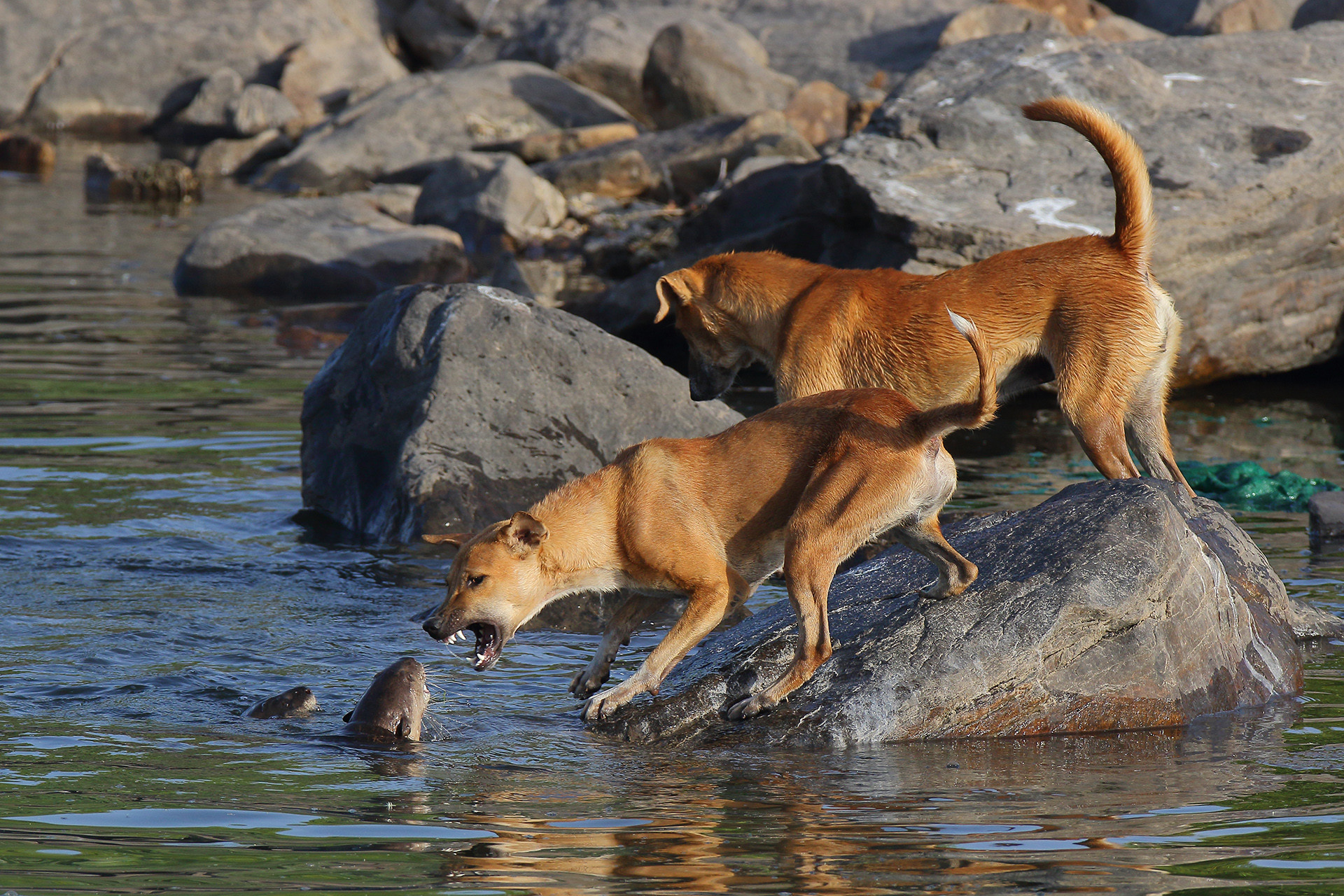 A pack of stray dogs attacks a family of Smooth-coated Otters on the banks of River Chambal