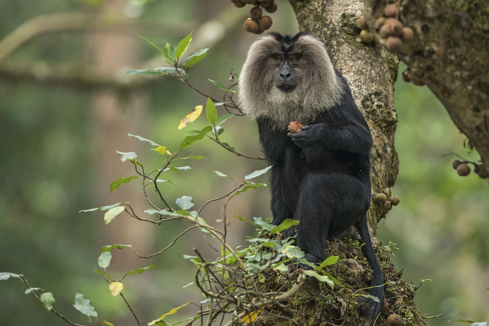 A Lion-tailed Macaque feeding on Ficus fruit
