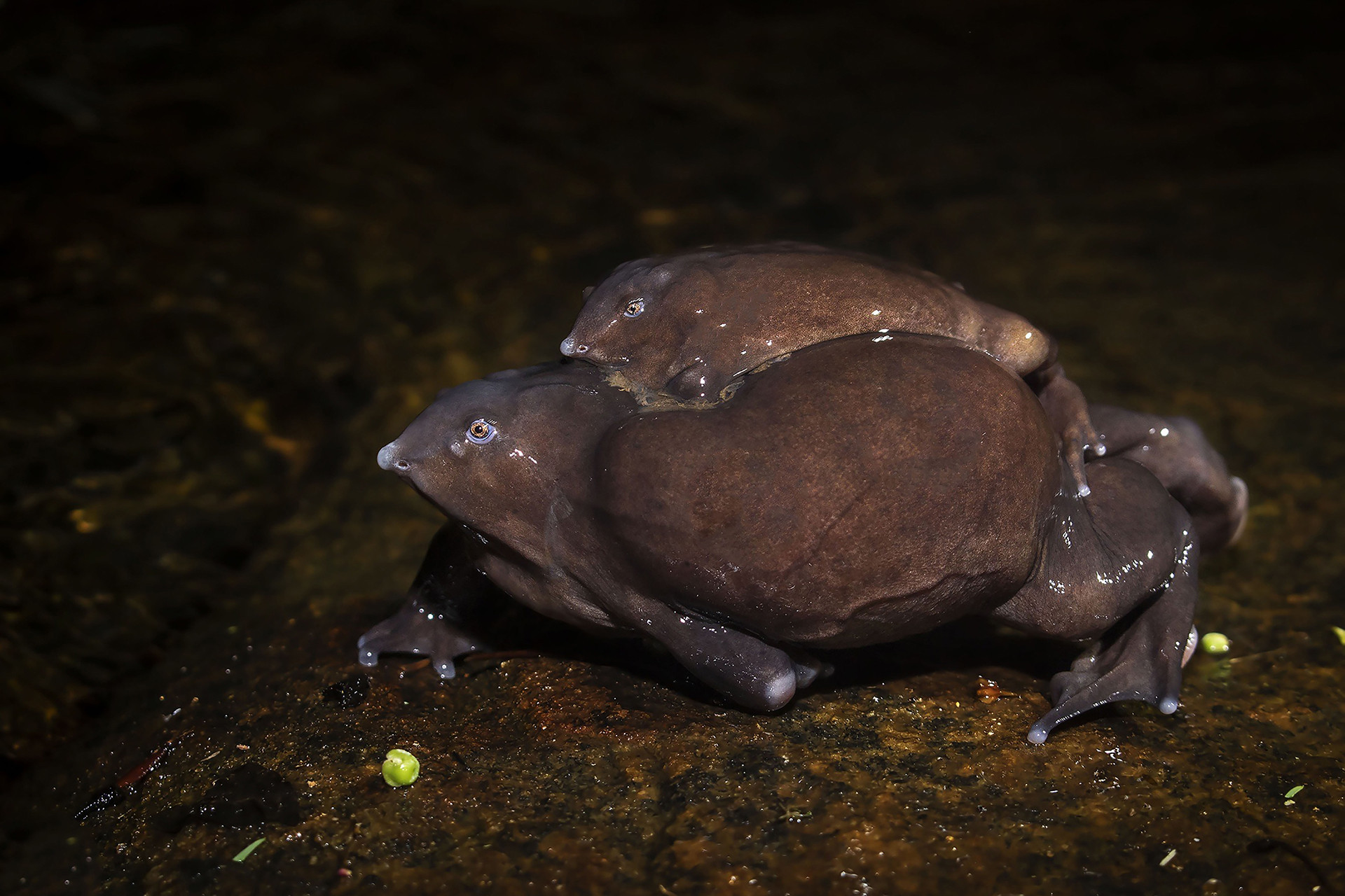 Purple frogs mating