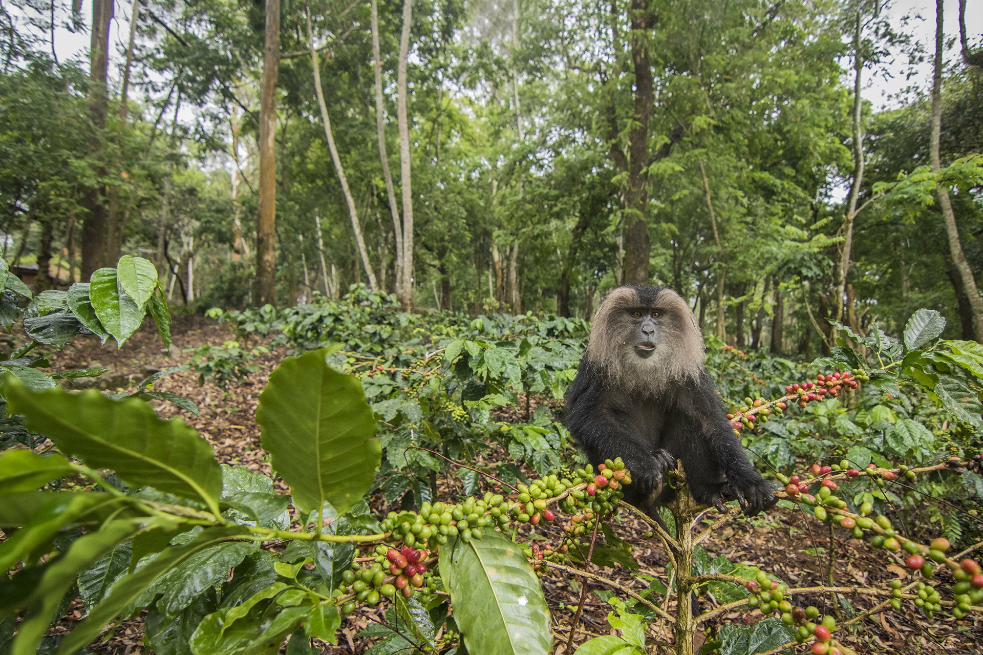 A lion tailed macaque in a coffee estate in Tamil Nadu