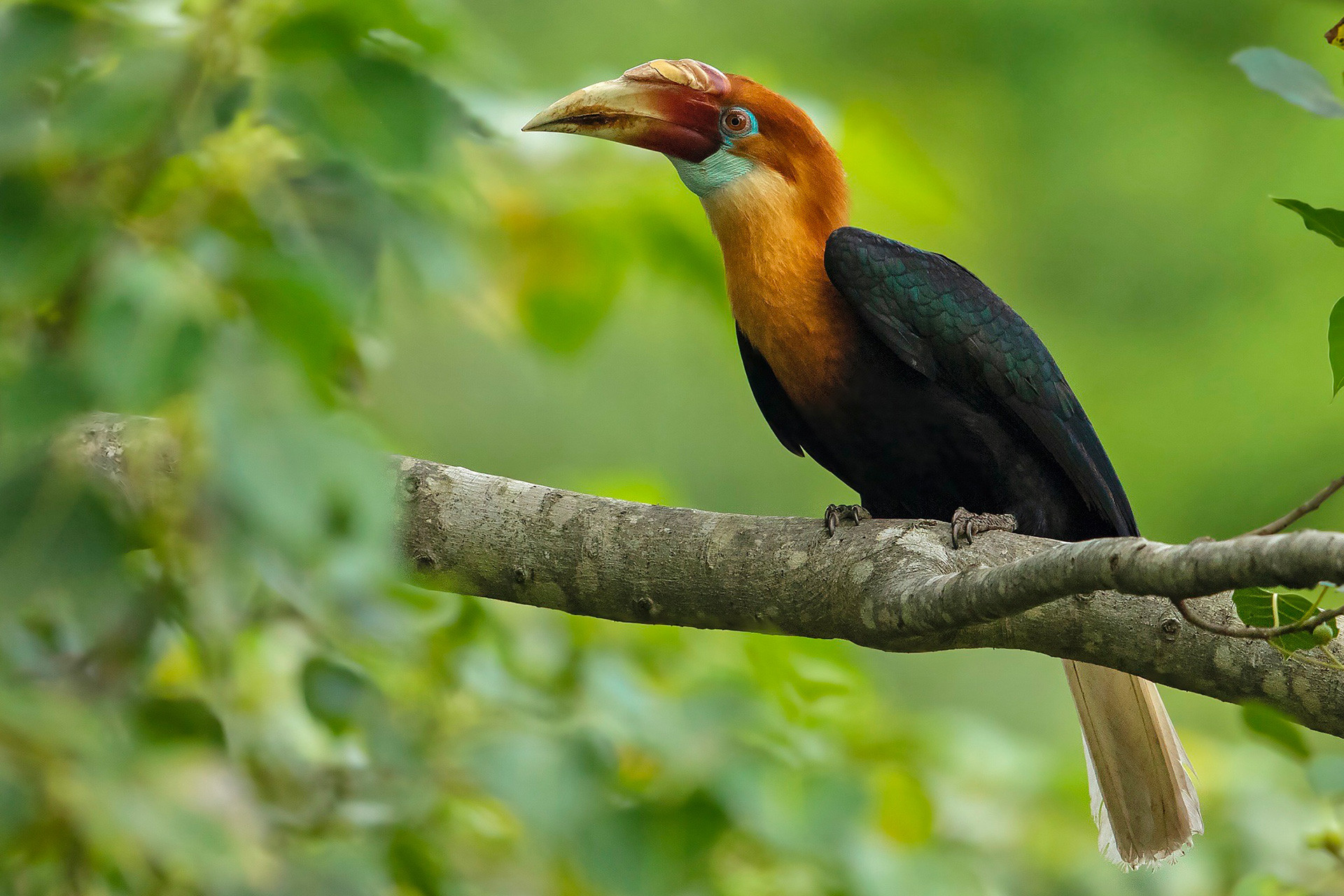 Narcondam Hornbill rare bird in Narcondam Island in Andaman Nicobar Islands