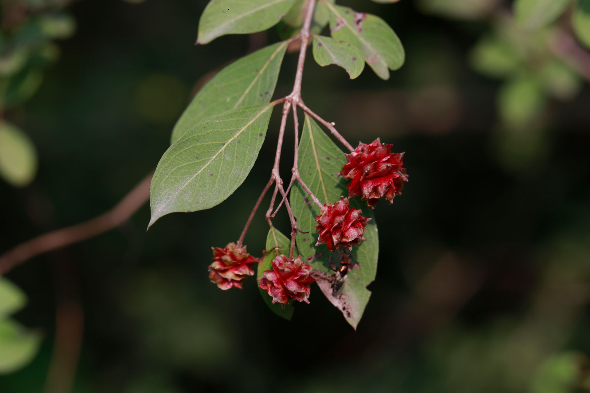      Dhau fruit | Nature Infocus