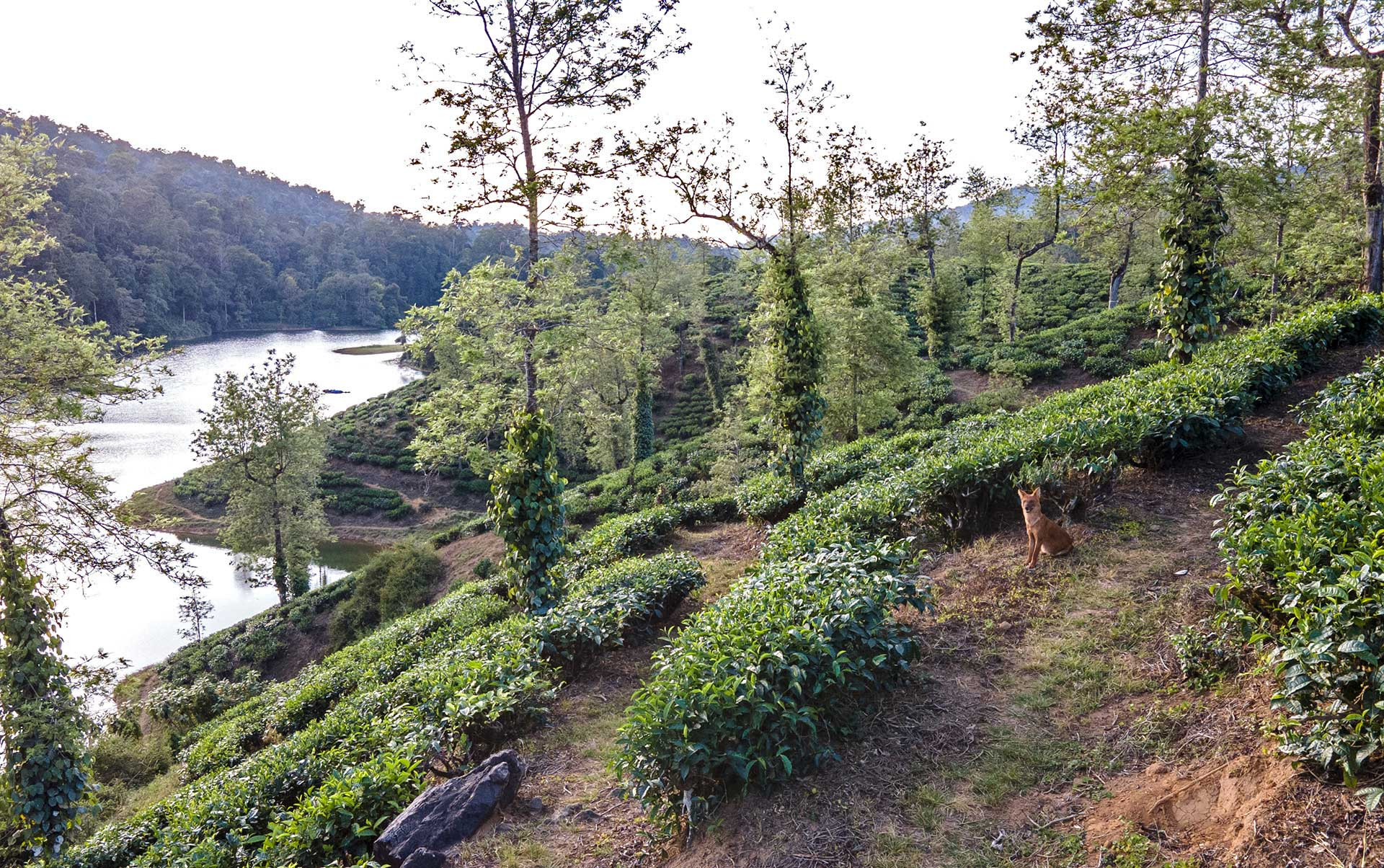 Dhole or Wild Dog in a tea estate in Valparai