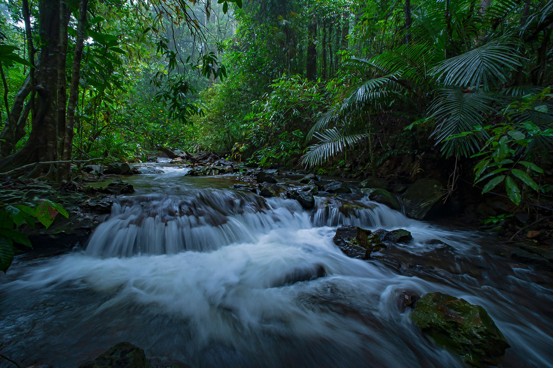 Myristica swamps form a hydrological network along the Western Ghats