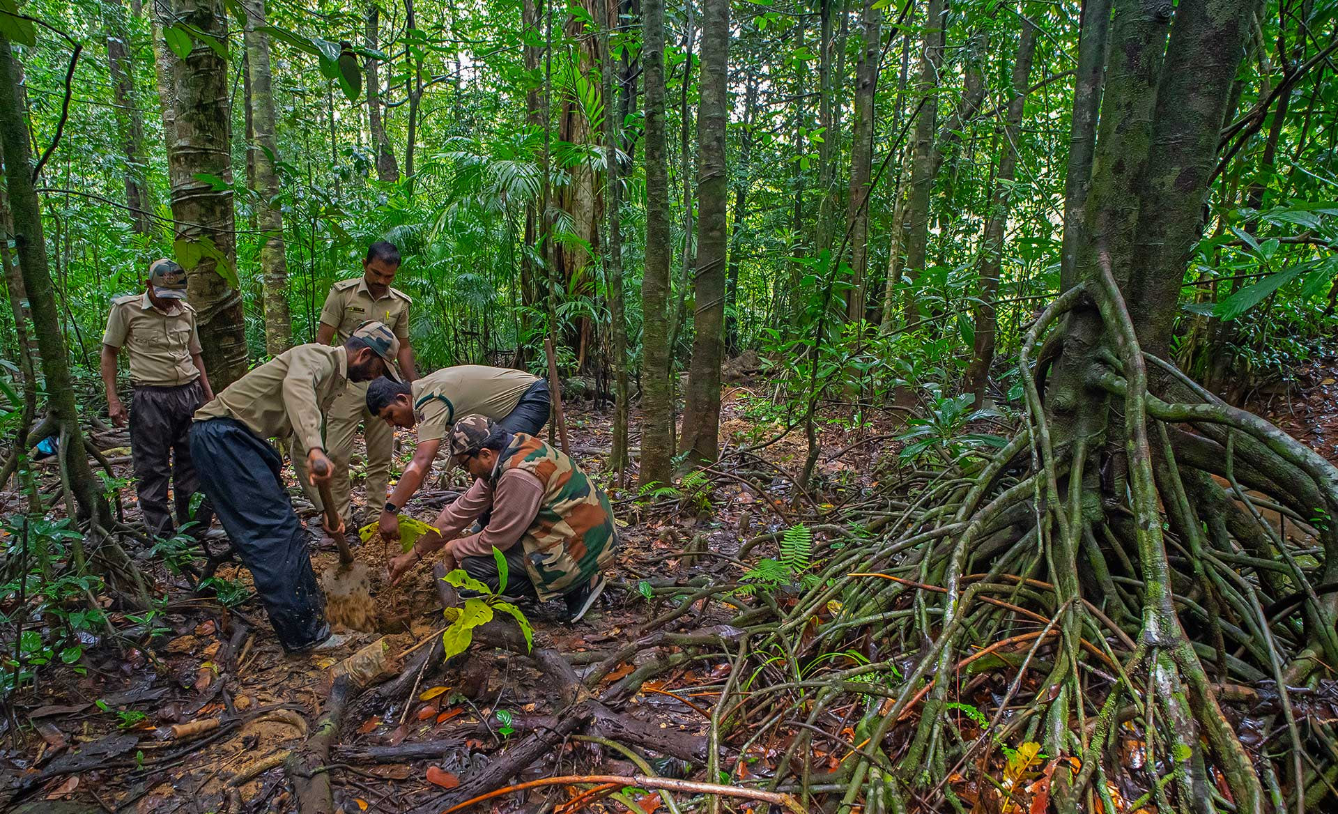 Dr R. Vasudeva from the College of Forestry in Sirsi planting saplings in a Myristica forest