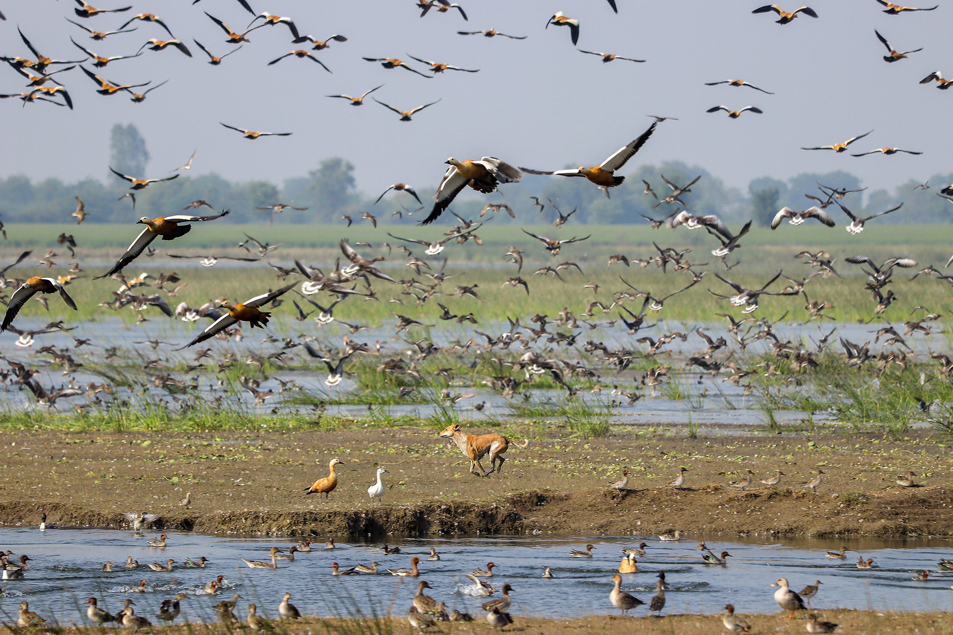 Feral dog chasing wetland birds in Gujarat