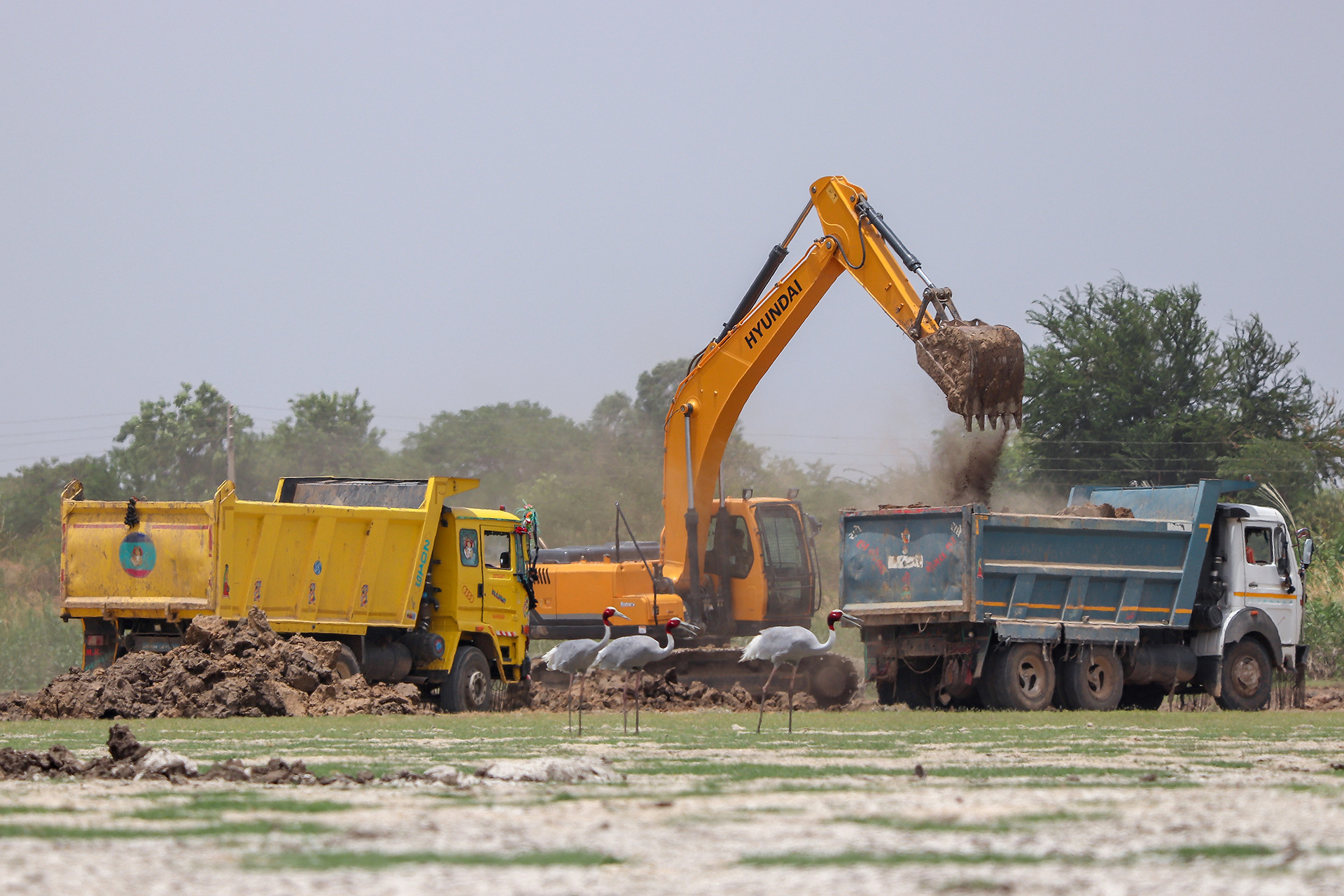 Sarus Cranes neat construction areas in Pariej Lake, Kheda