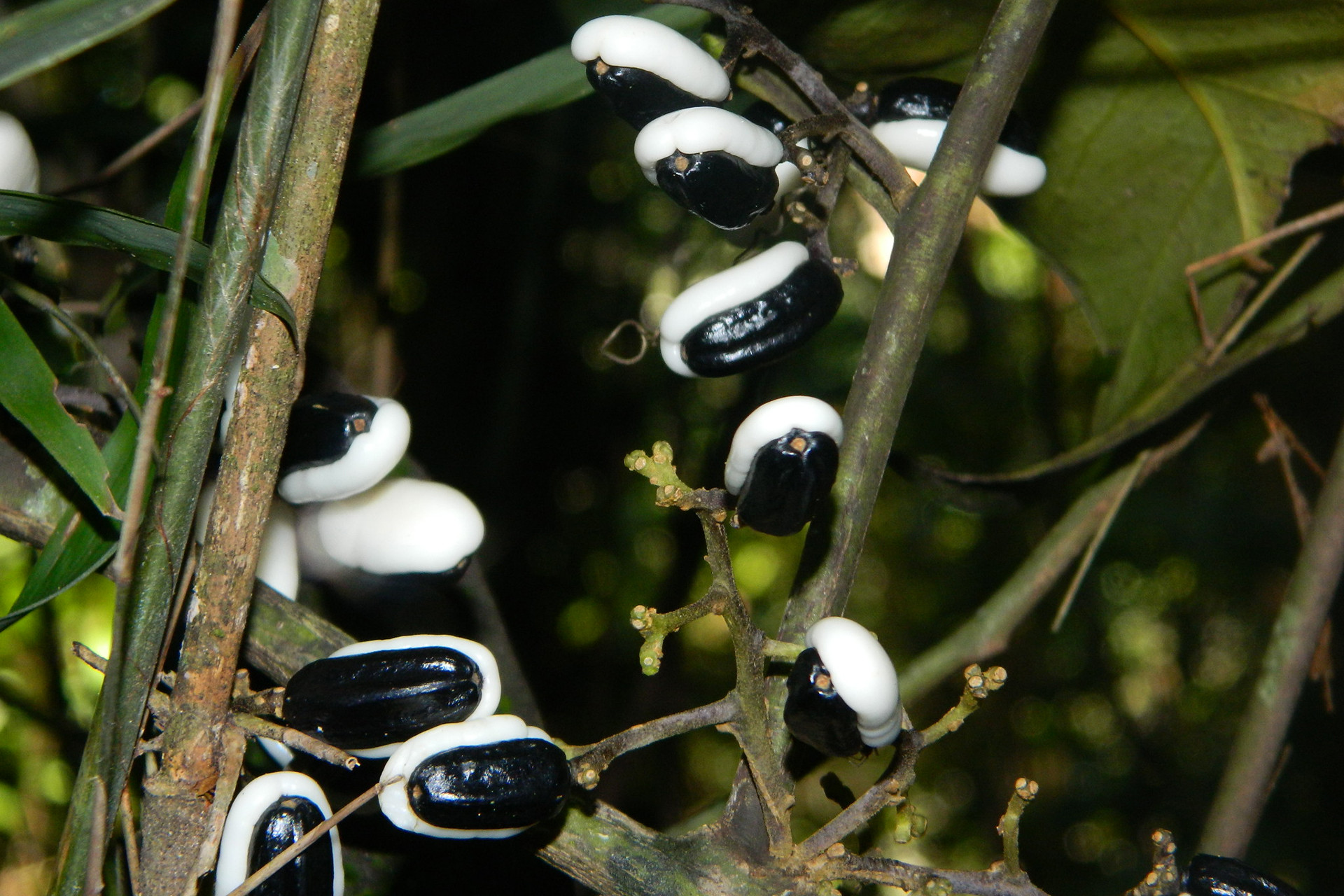 Discophora guianensis - Of Lost Forests And Fruits | Nature inFocus