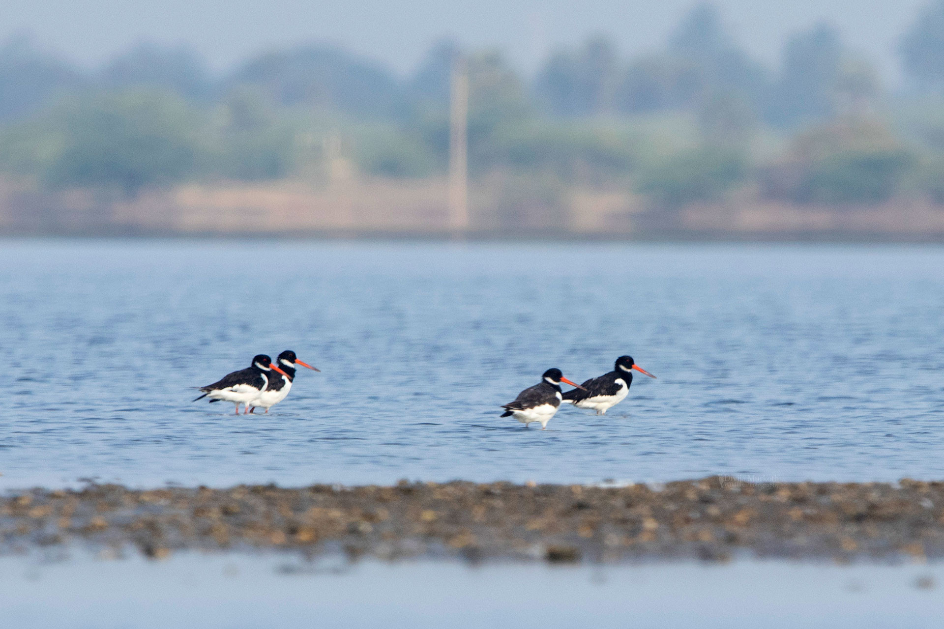 Eurasian Oystercatcher (Haematopus ostralegus) | Nature inFocus