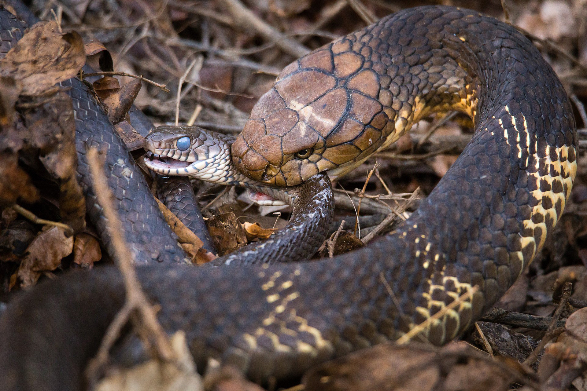 King Cobra feeds on a Rat Snake | Nature inFocus