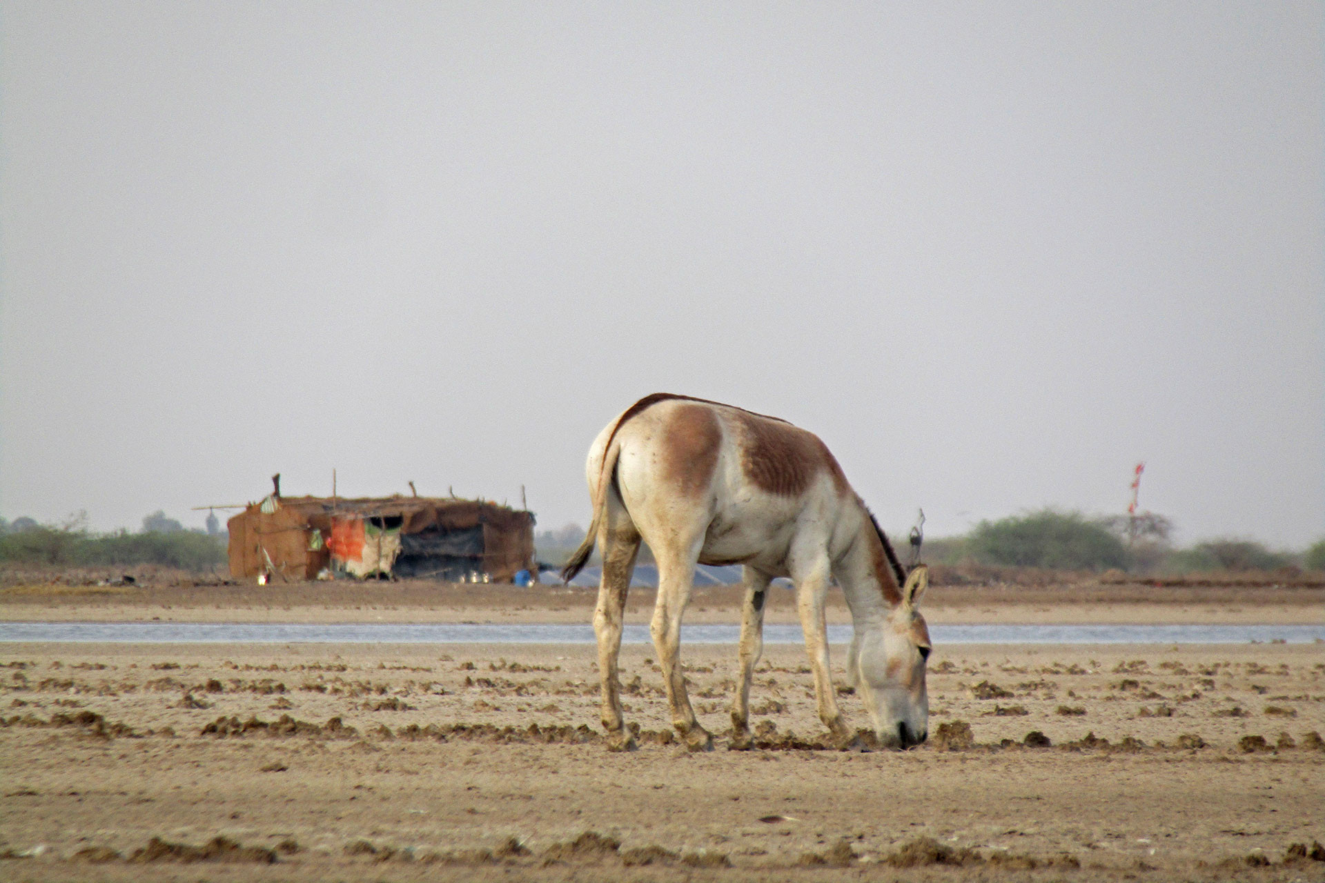      DJWA IMG      PD  | Nature Infocus