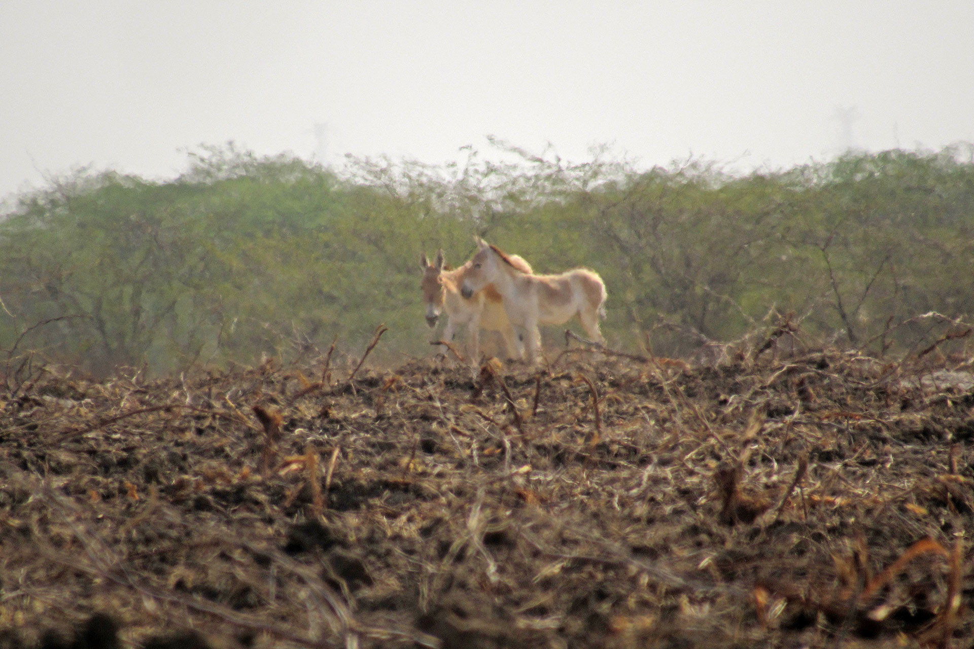      DJWA IMG        | Nature Infocus