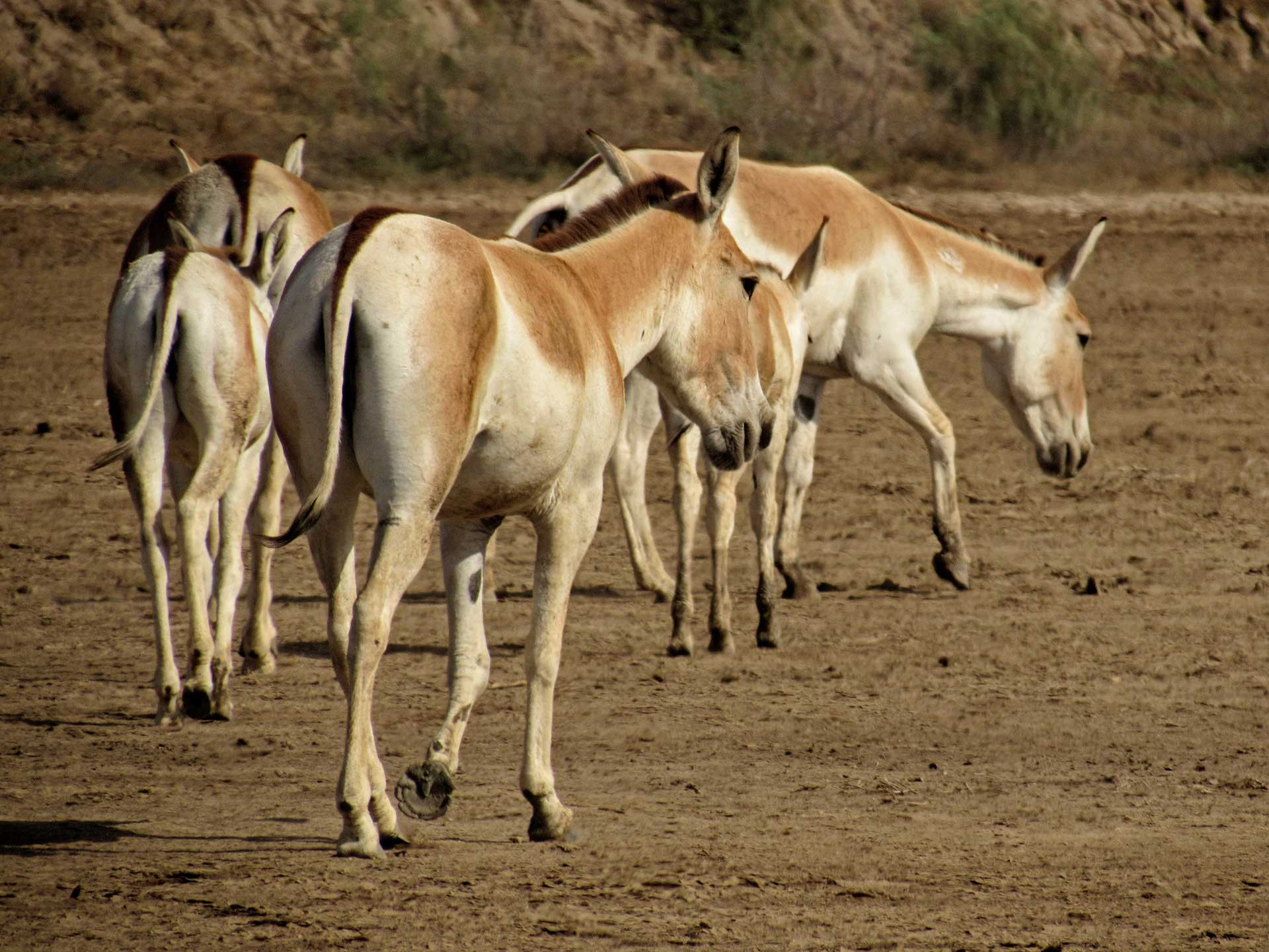      DJWA IMG        | Nature Infocus