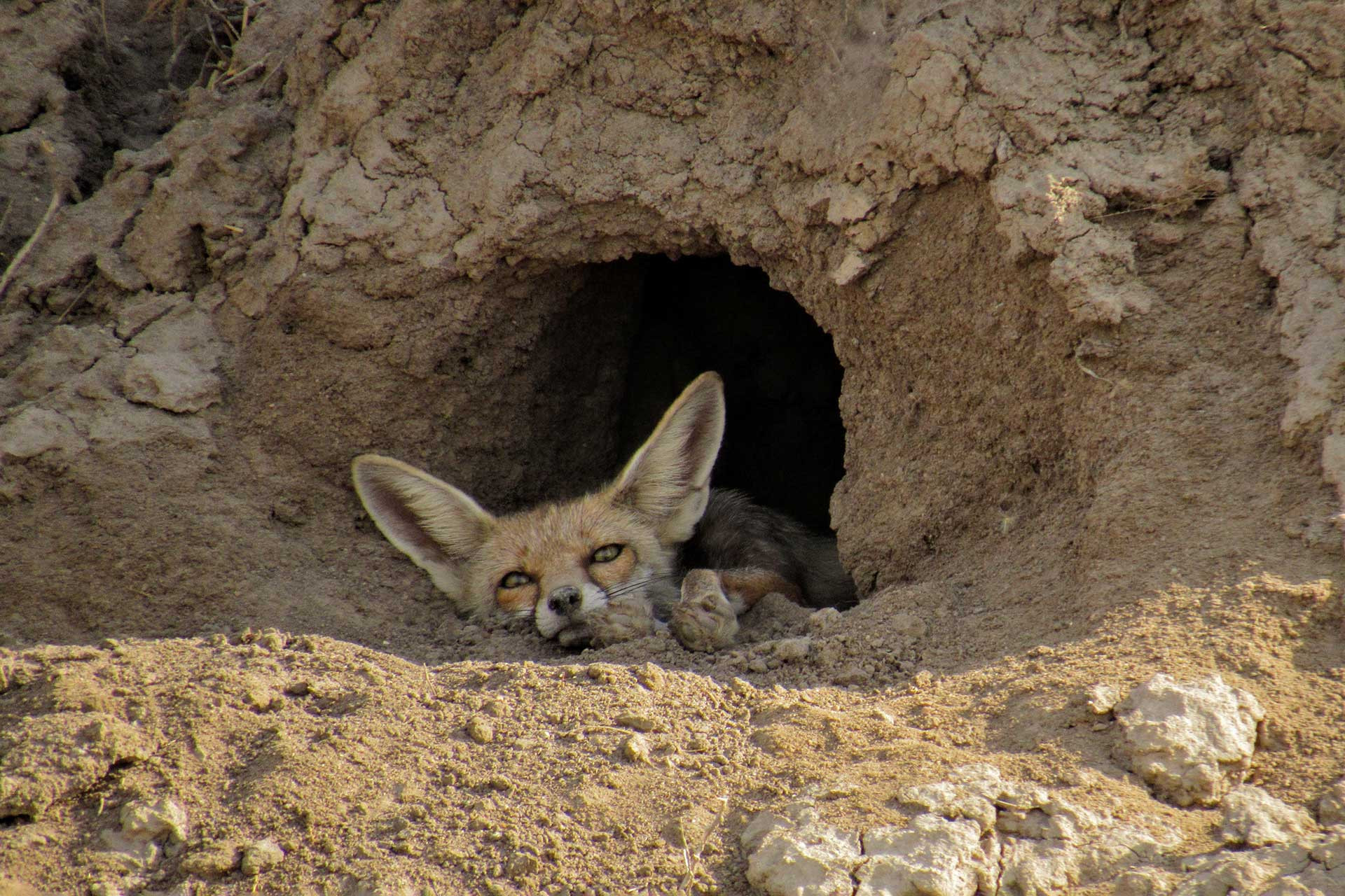      DJWA IMG        | Nature Infocus